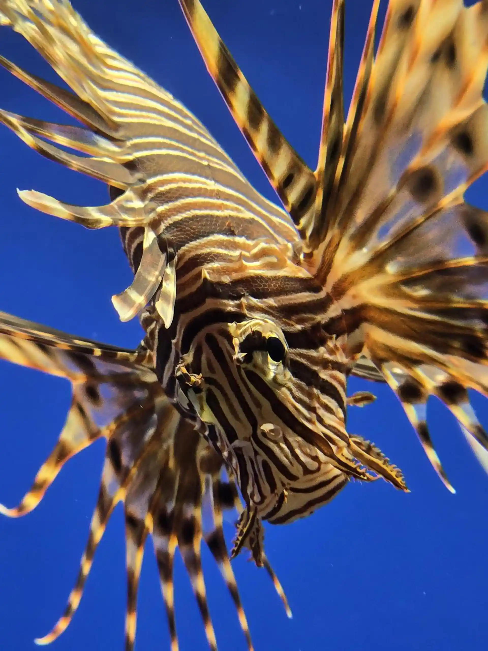 Foto de la tienda de buceo