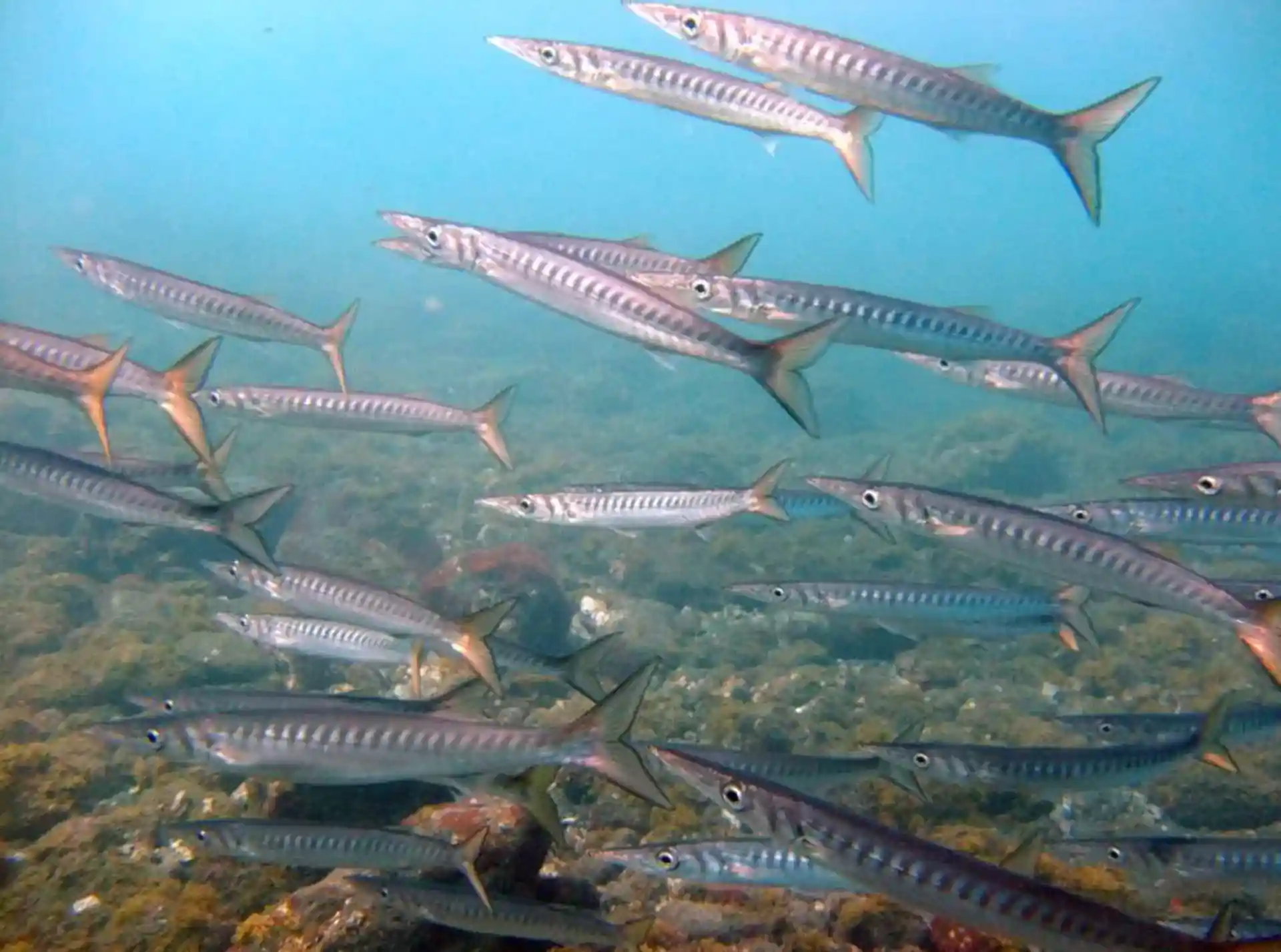 Dive site photo