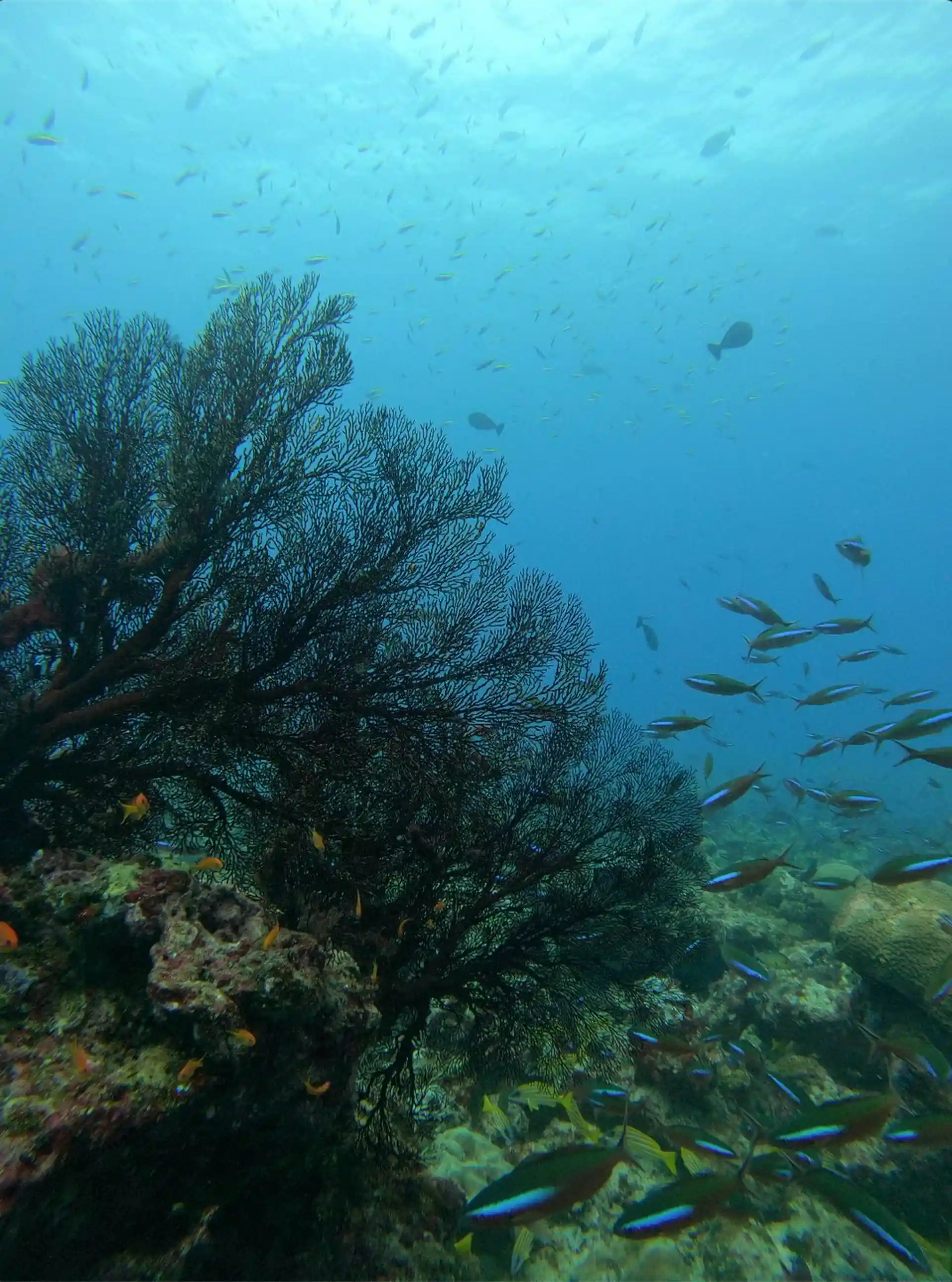 Dive site photo