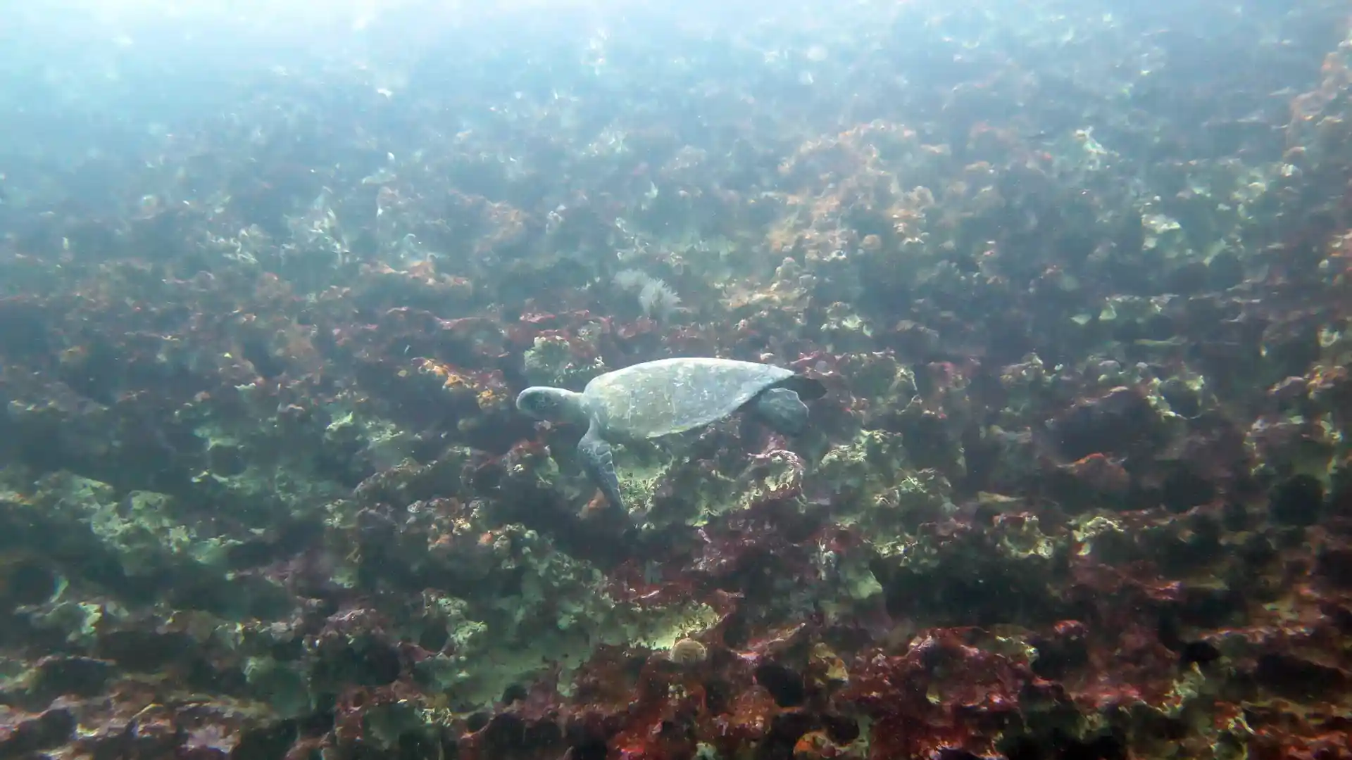 ダイビングサイトの写真