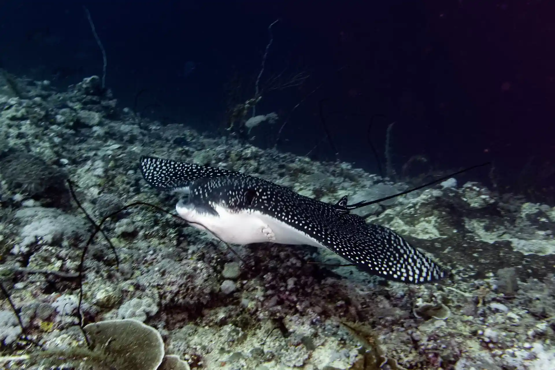 Dive shop photo