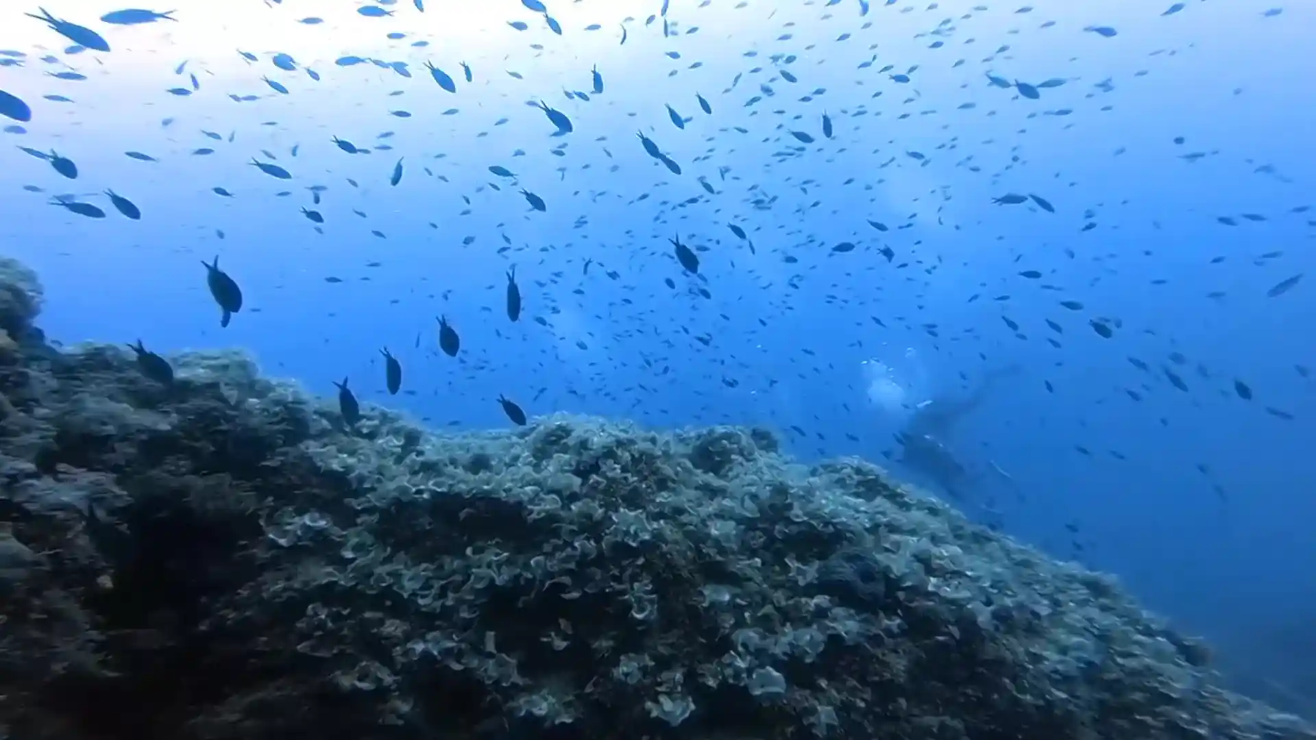 다이빙 포인트 사진