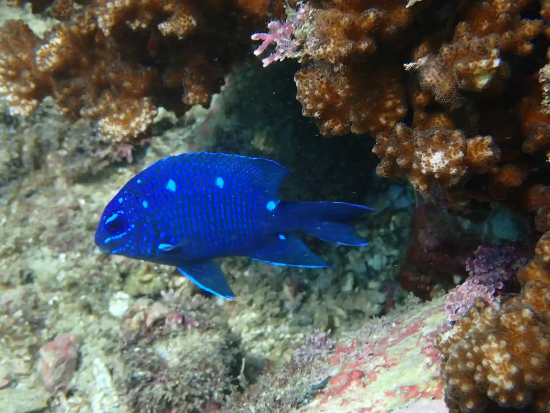 Foto del sitio de buceo