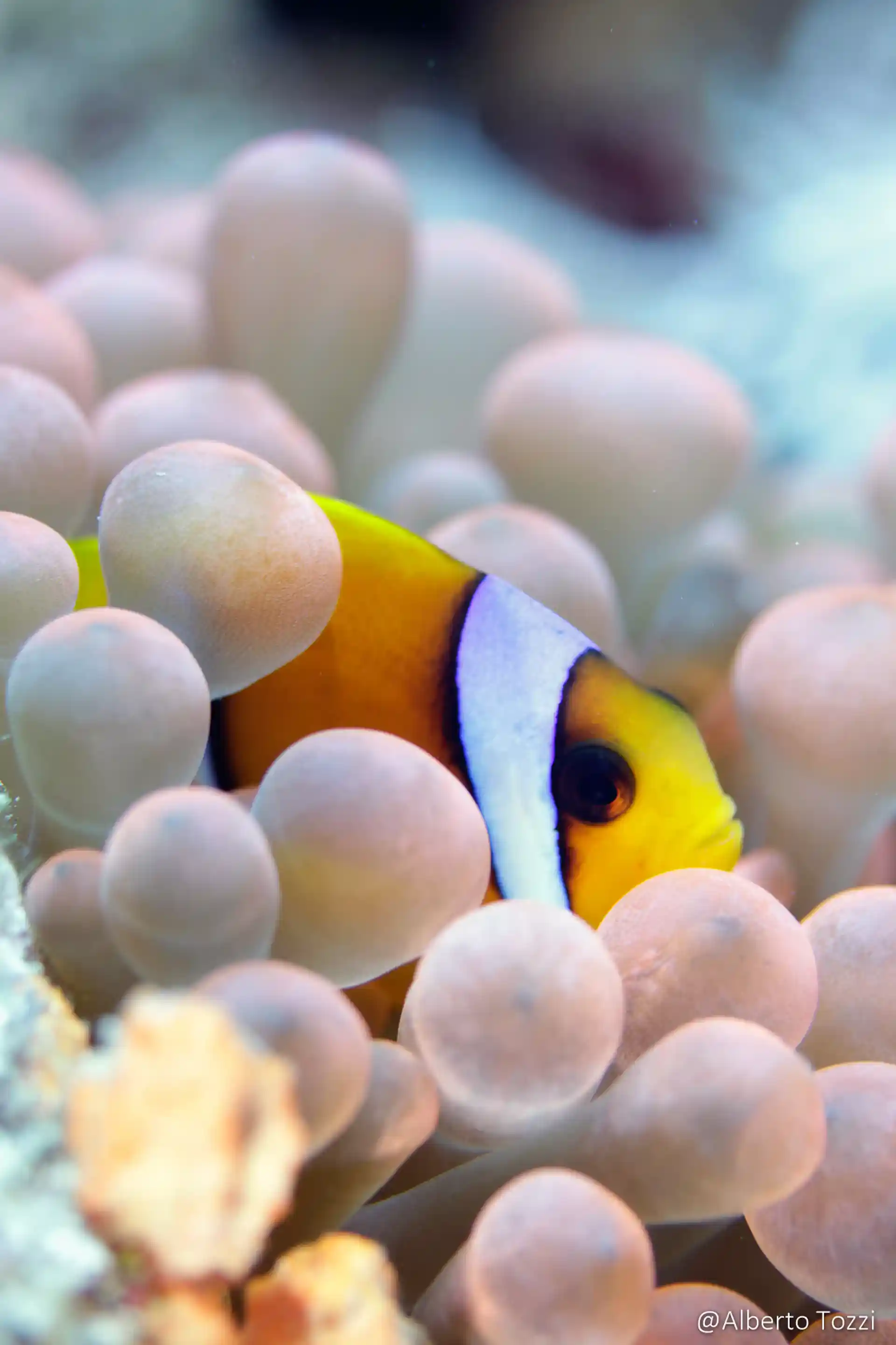 Foto de la tienda de buceo