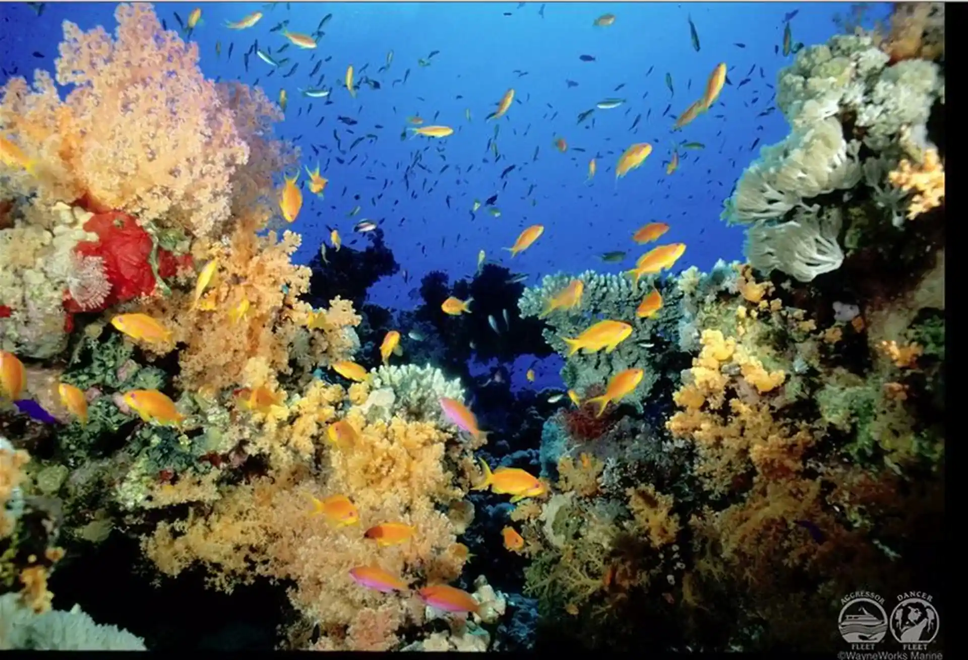 See colorful marine life while diving with Liveaboard Fiji Aggressor