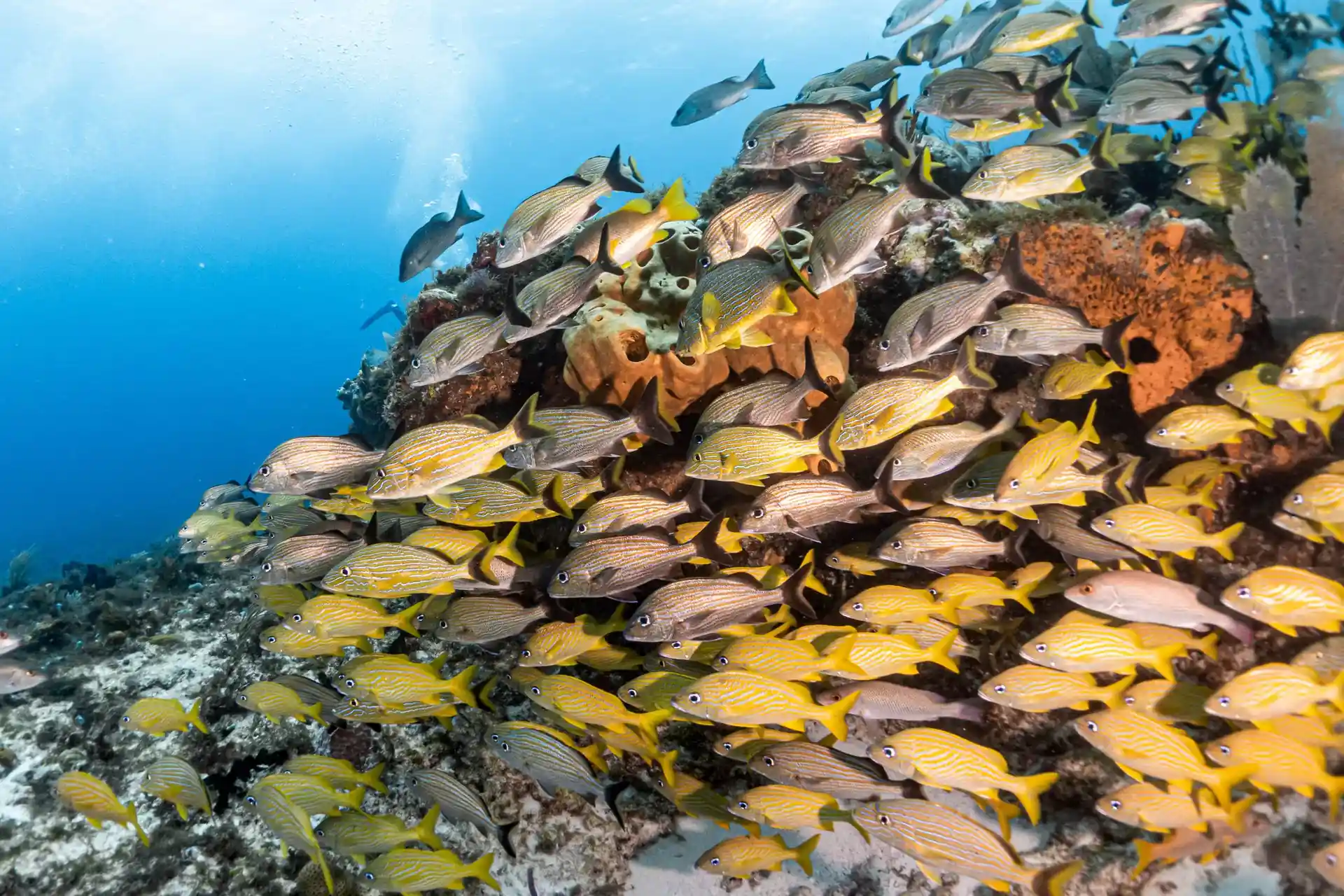 Foto del sitio de buceo