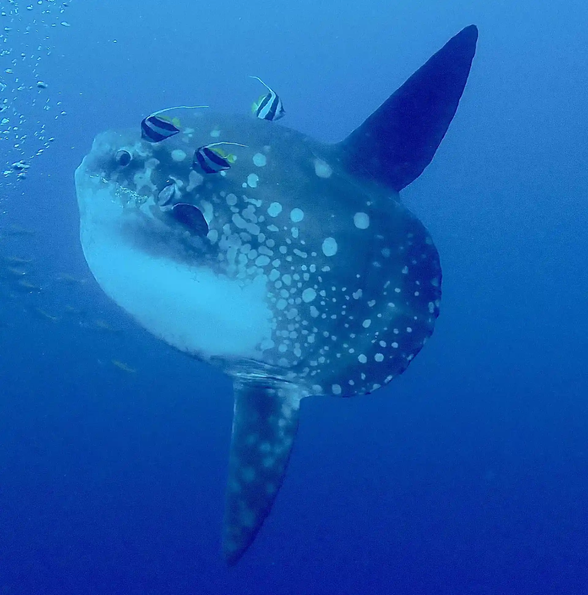 Mola-Mola!