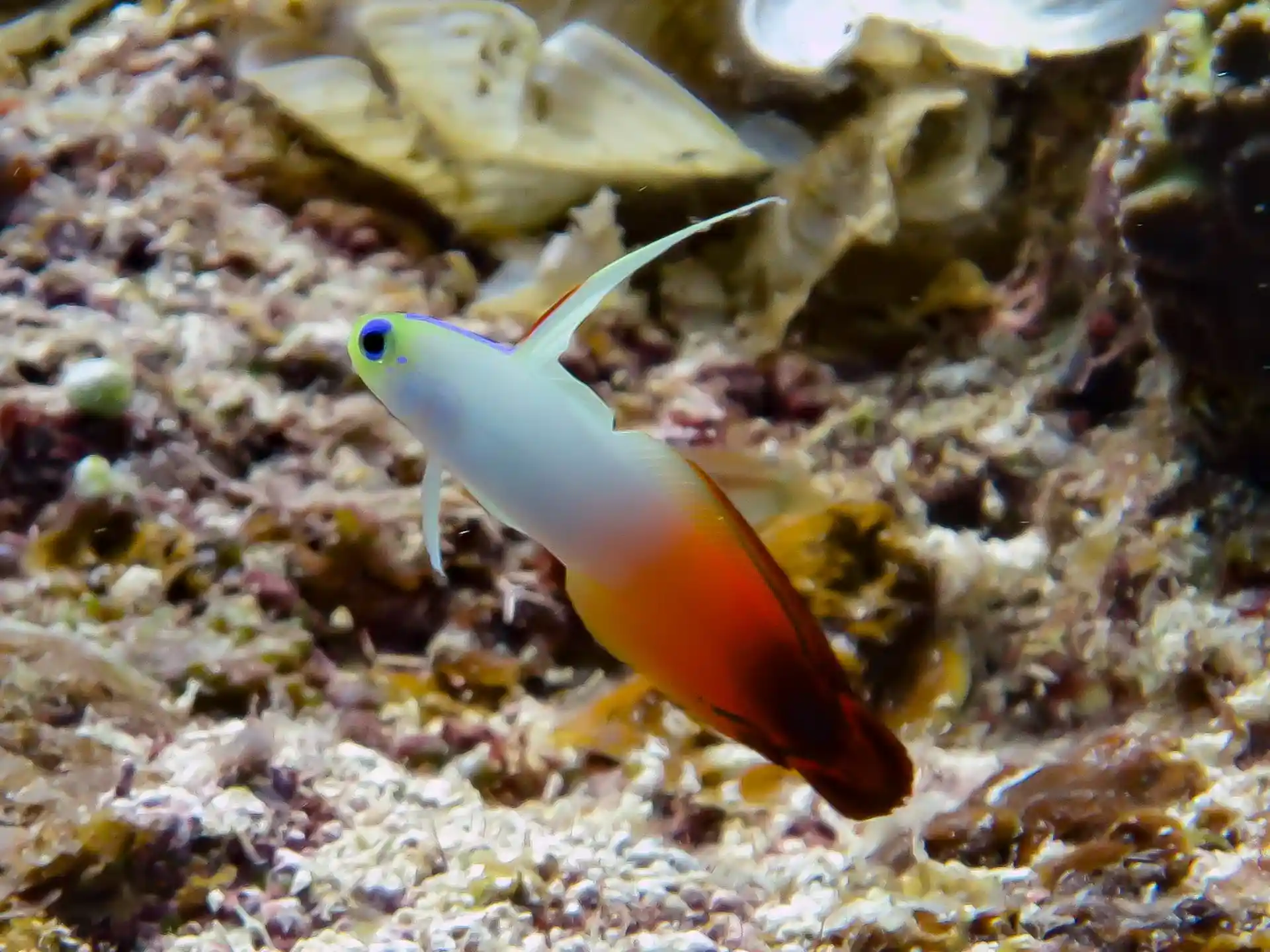 Foto del sitio de buceo