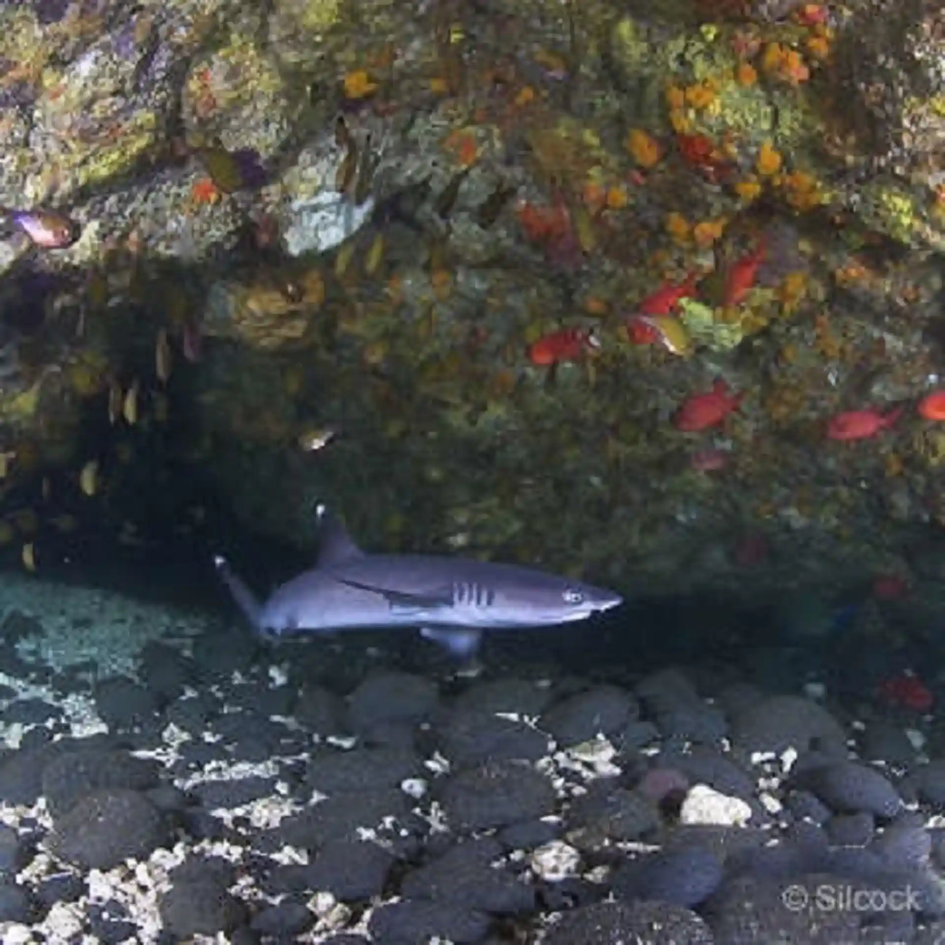 Dive site photo