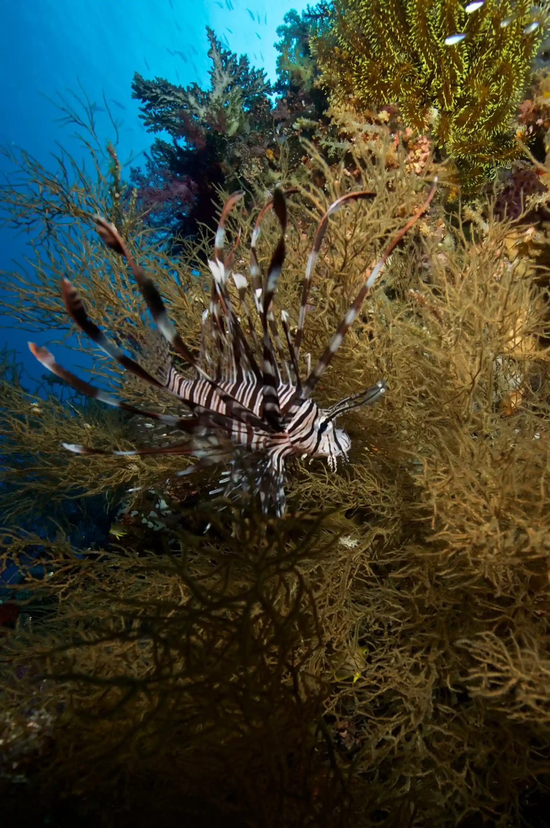 Dive site photo