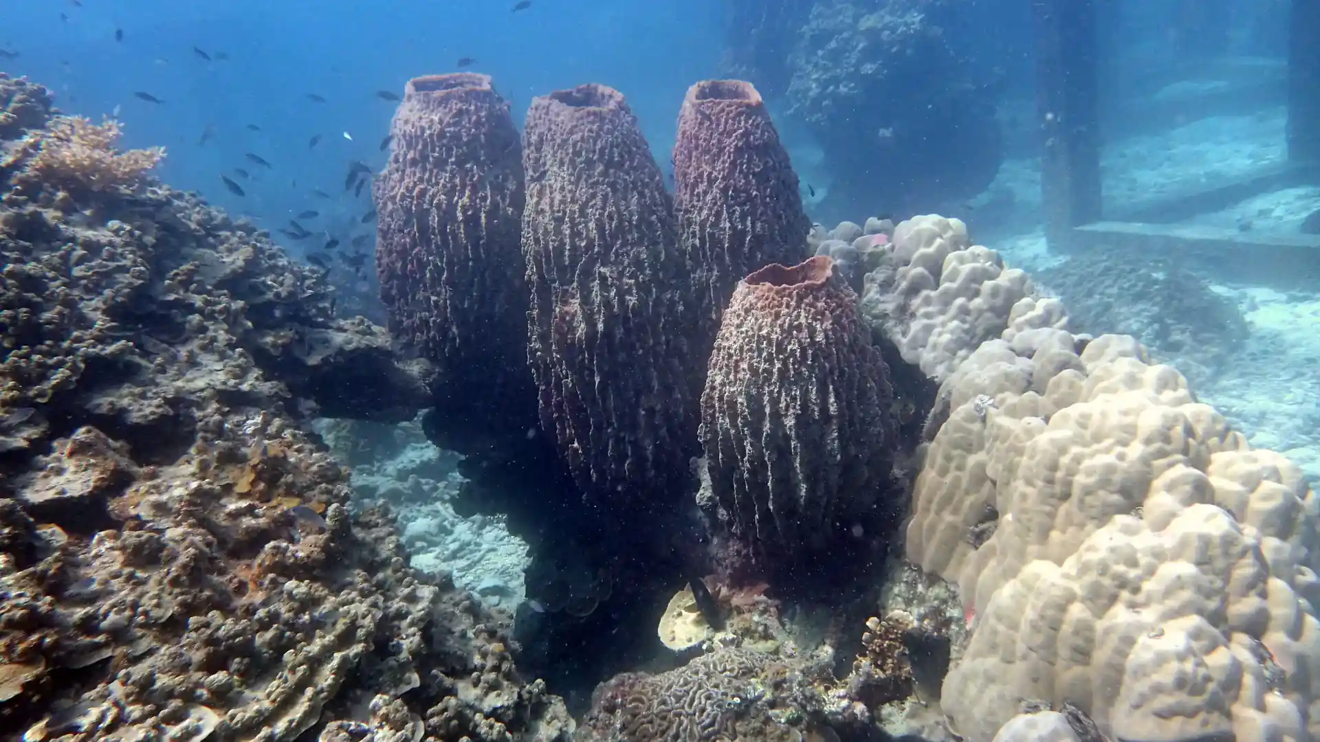 ダイビングサイトの写真