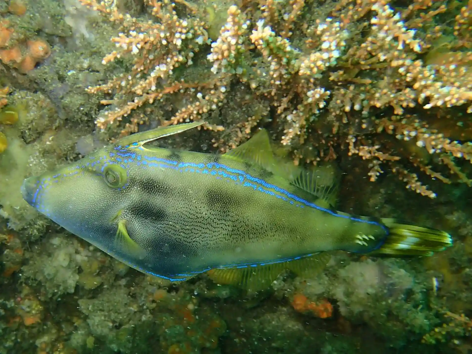 Photo du site de plongée