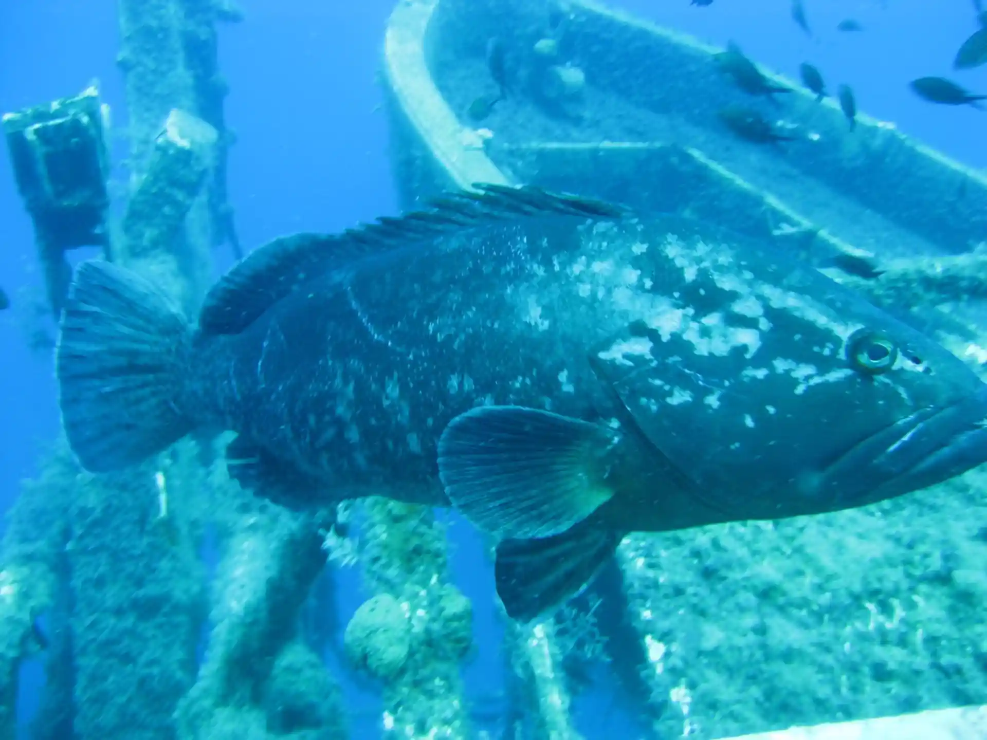 Get close to marine life but near touch.