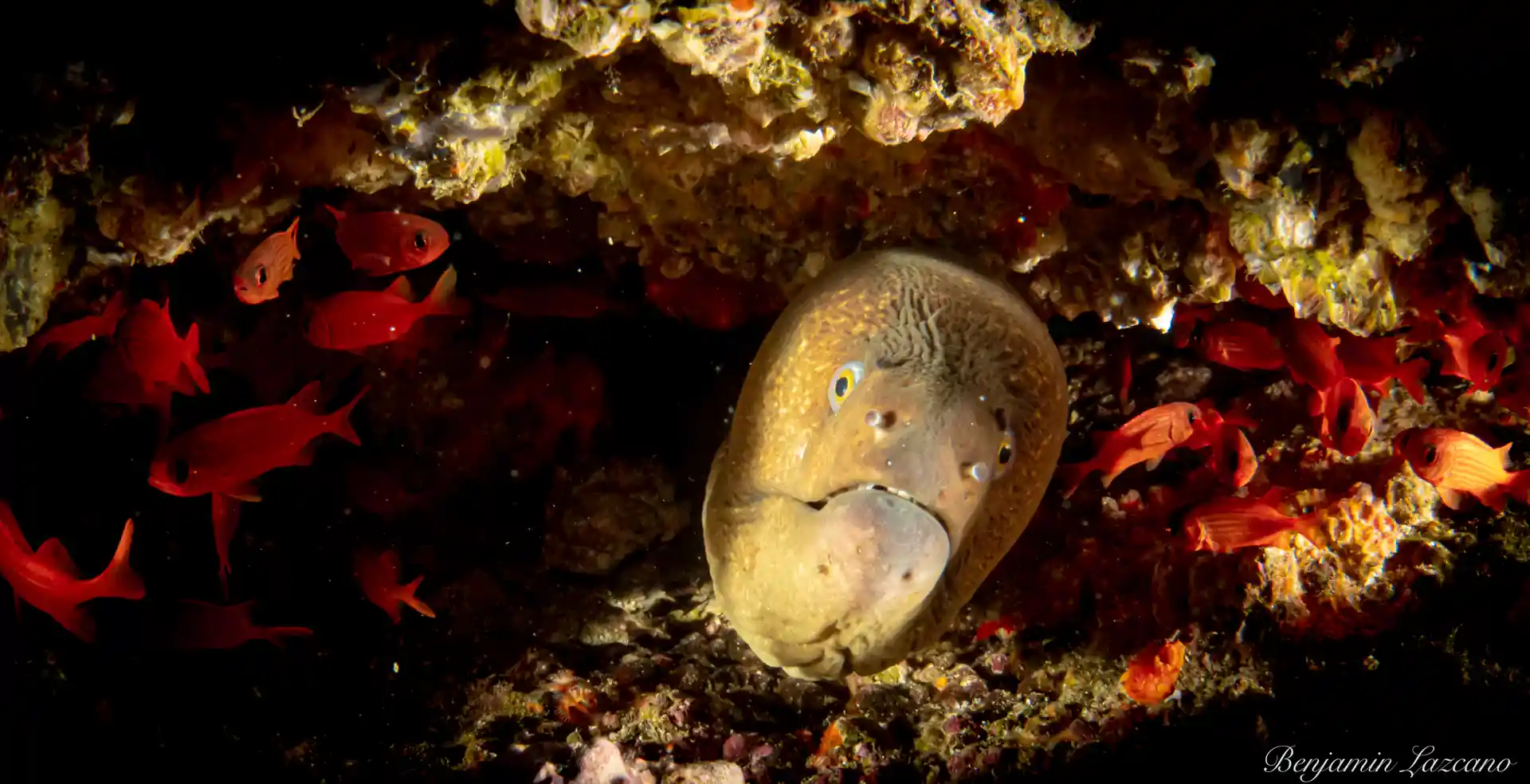 One of 5 species of eel regularly spotted in the bay