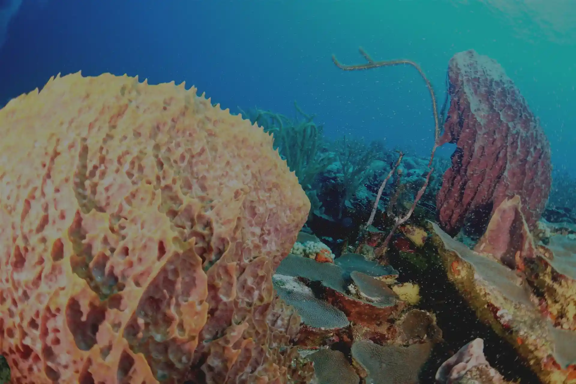 Dive site photo