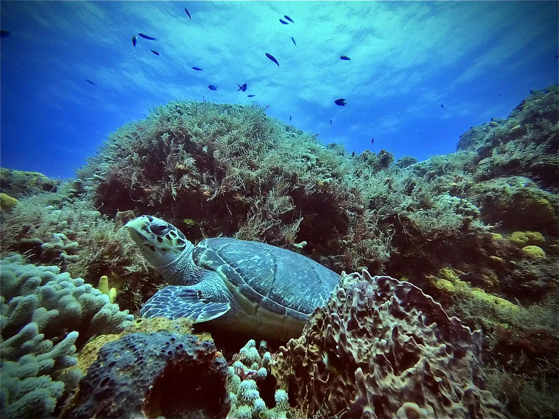 Dive site photo