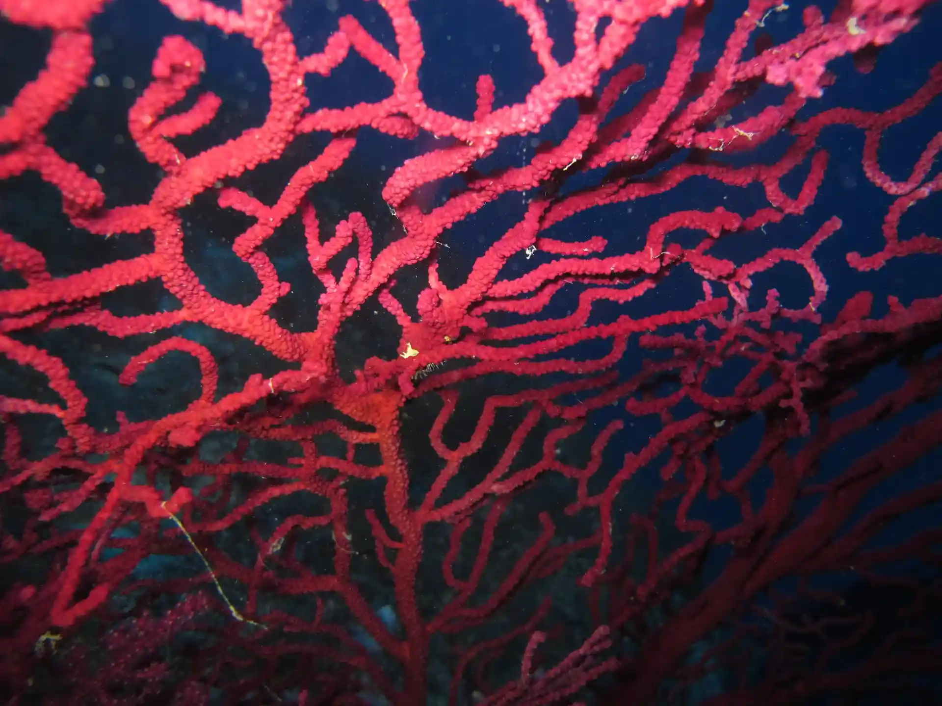 ダイビングサイトの写真