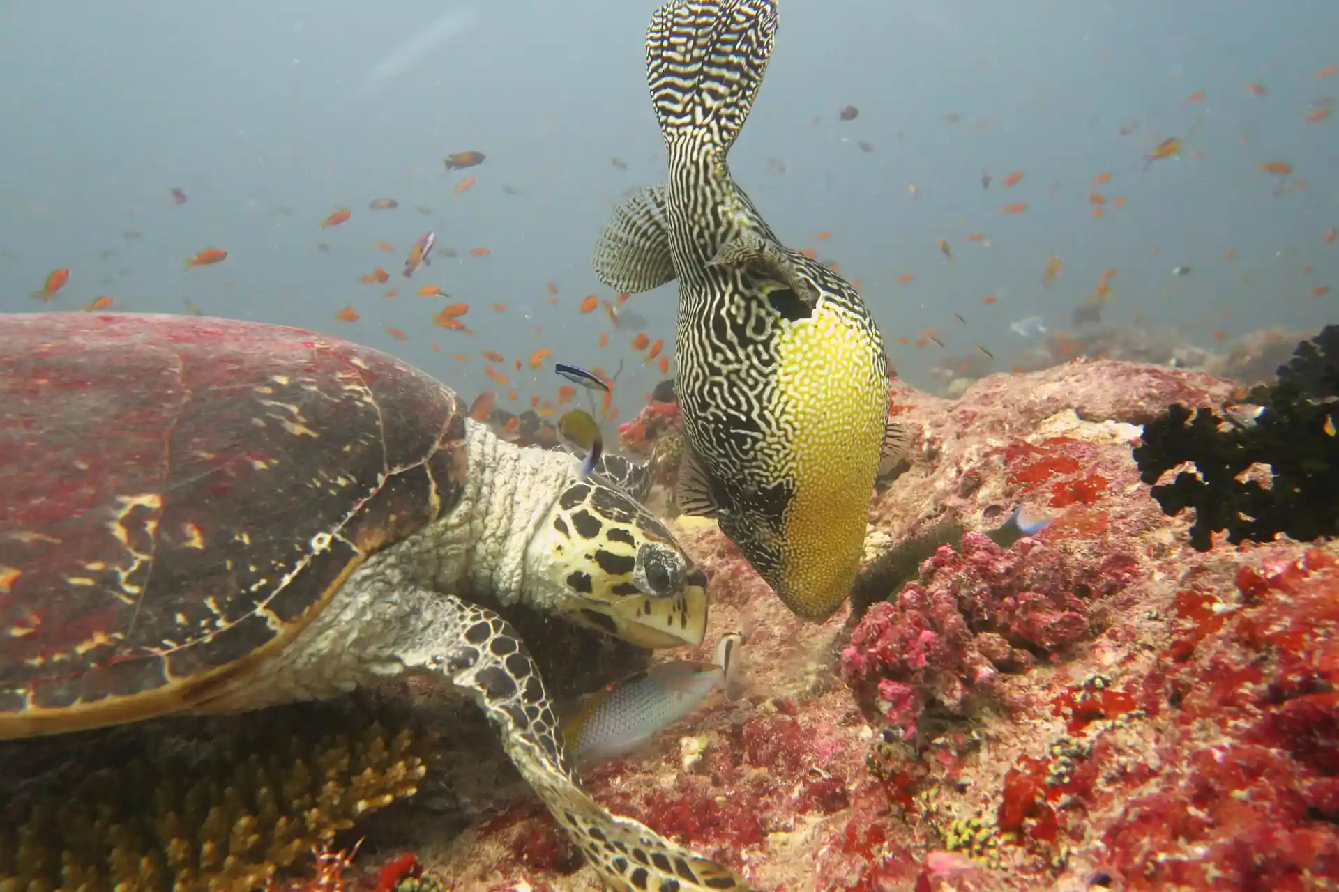 Dive site photo