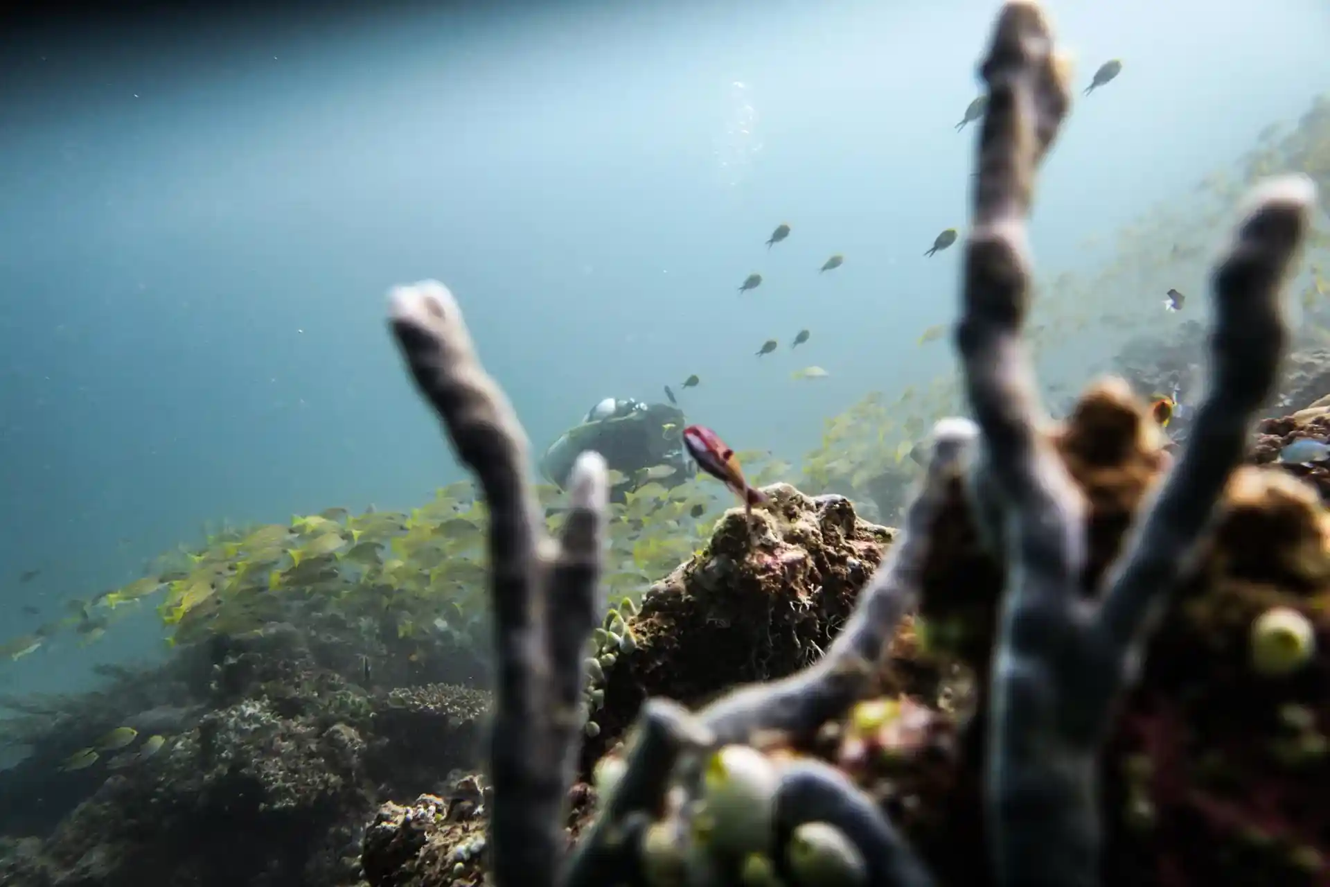 Dive site photo
