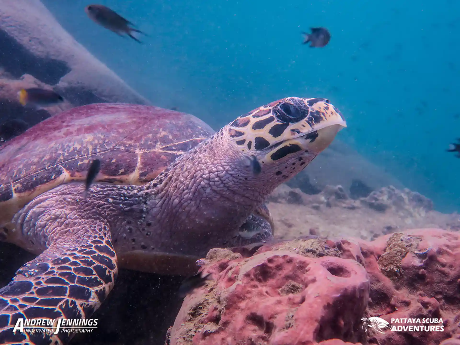 다이빙 포인트 사진