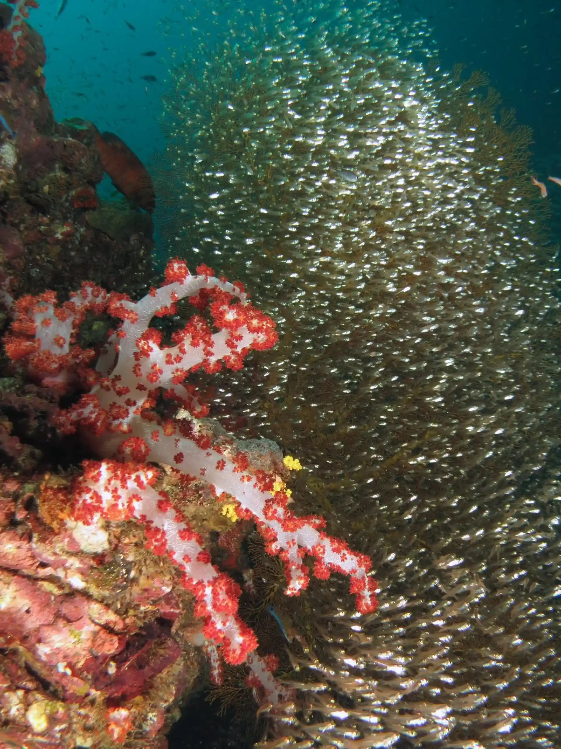 Dive site photo
