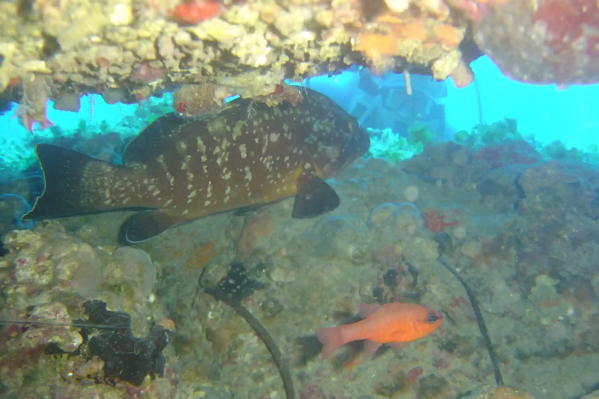 Dive site photo