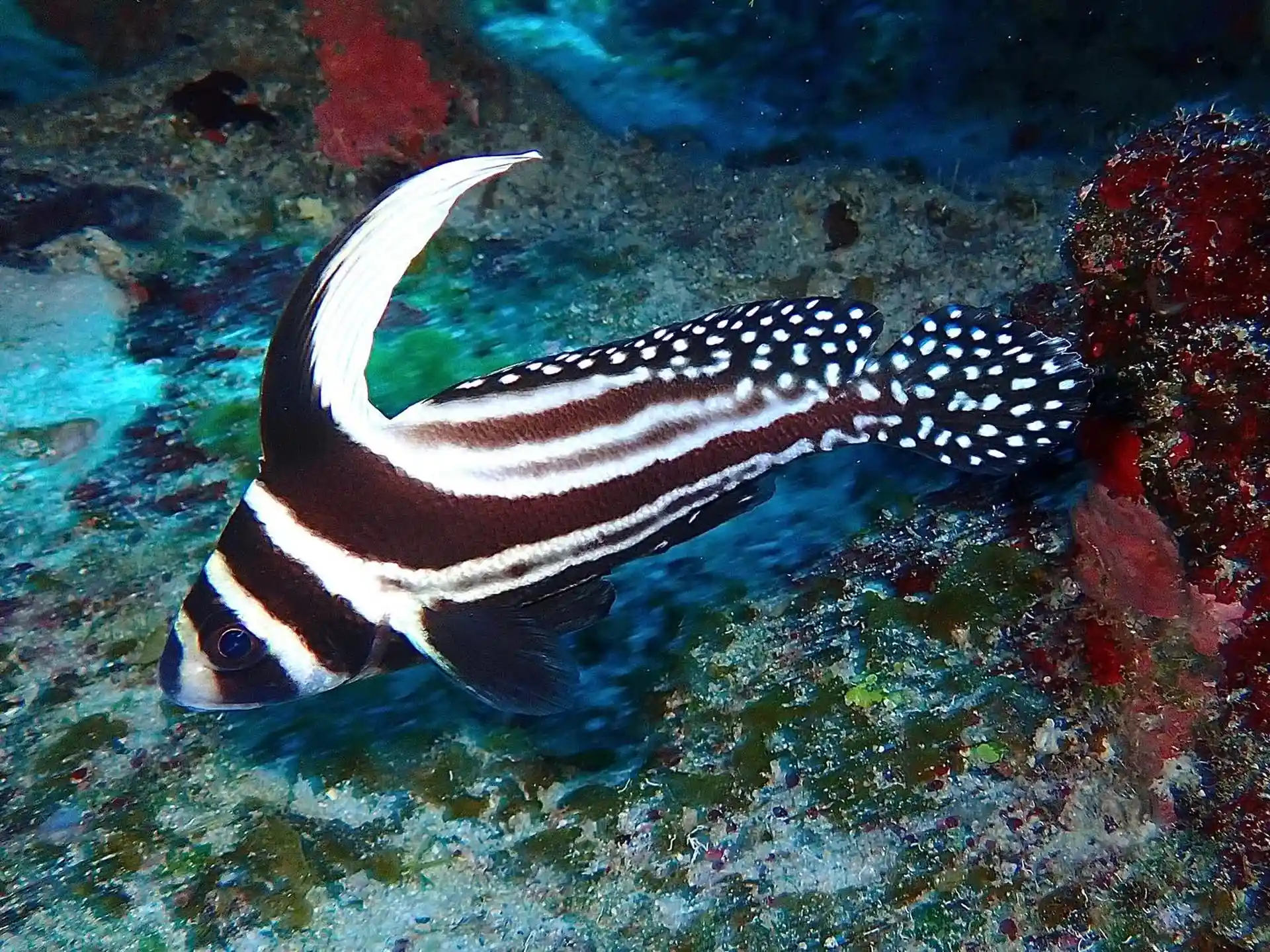 Dive shop photo