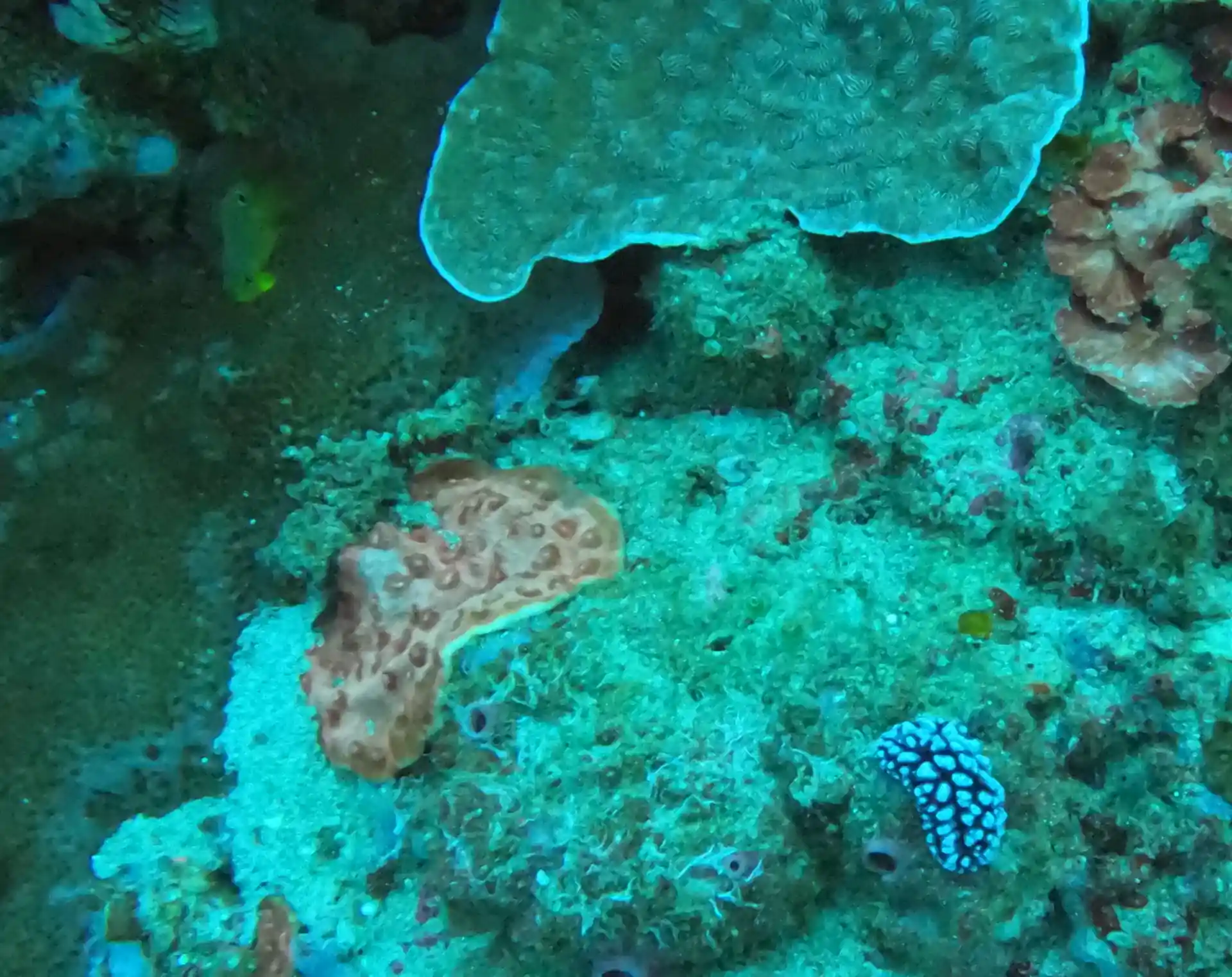 Photo du site de plongée