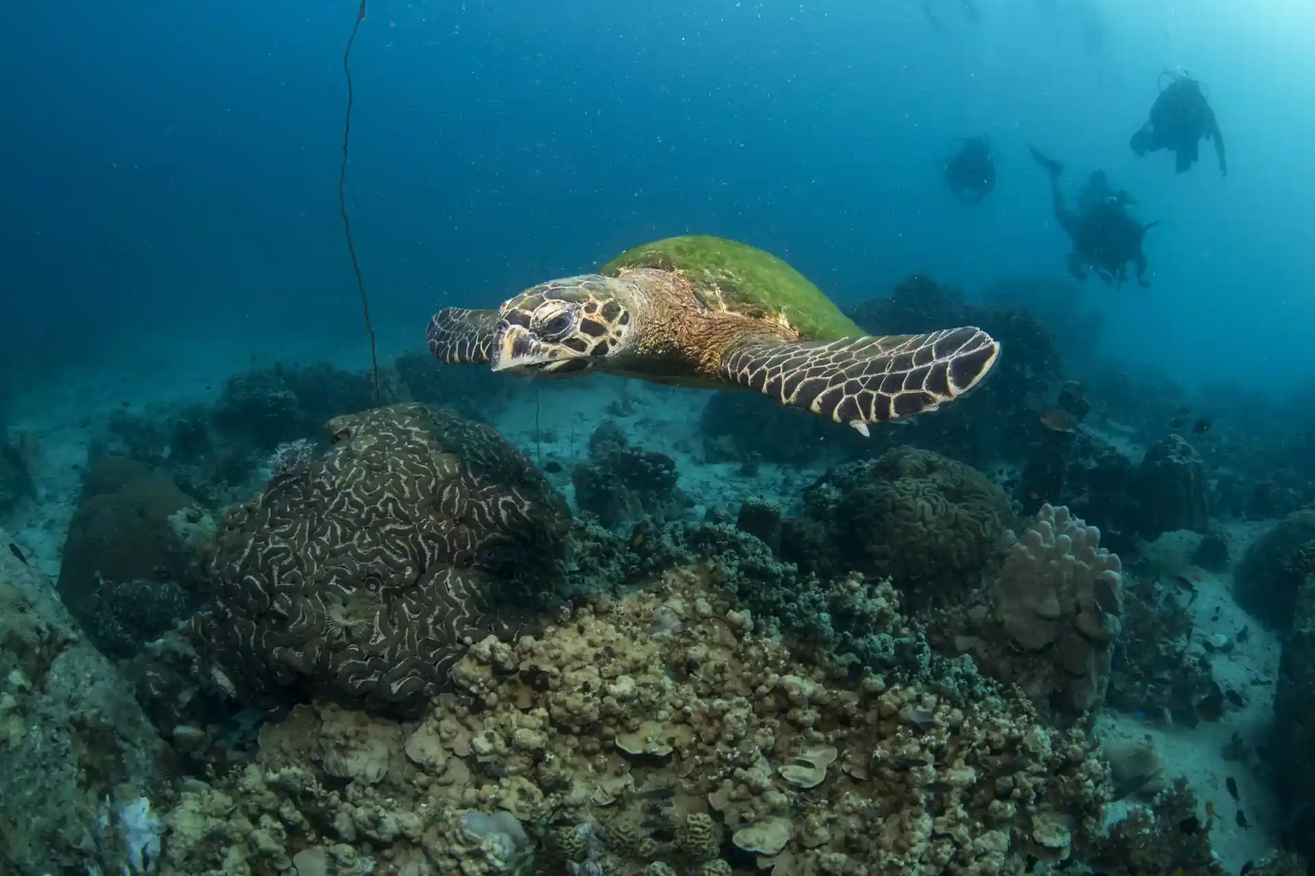 다이빙 포인트 사진