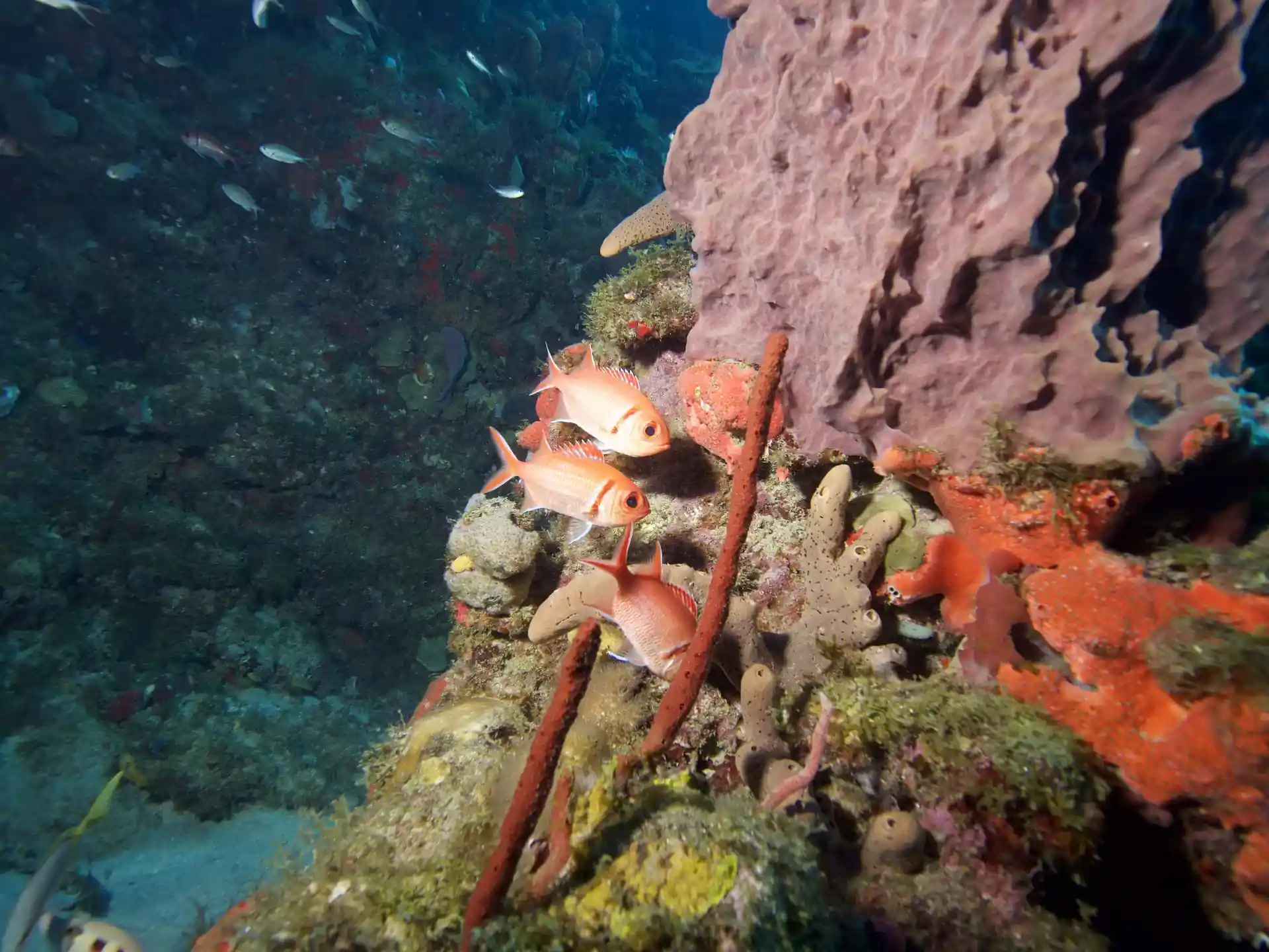 Photo du site de plongée