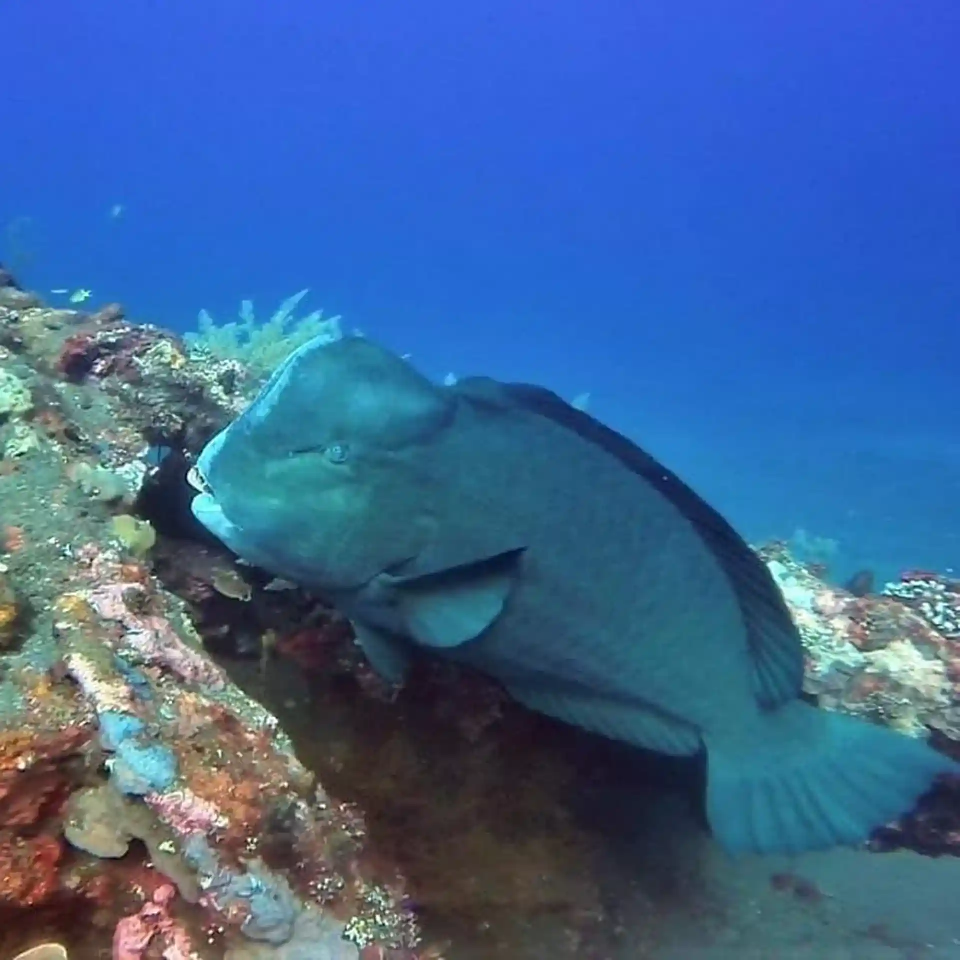 Bumphead parrot fish