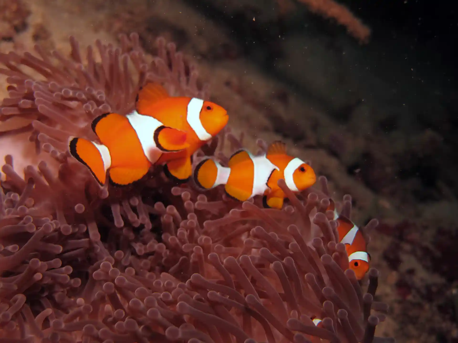 False Anemone Clownfish, commonly known as 'Nemo' are found at every dive site