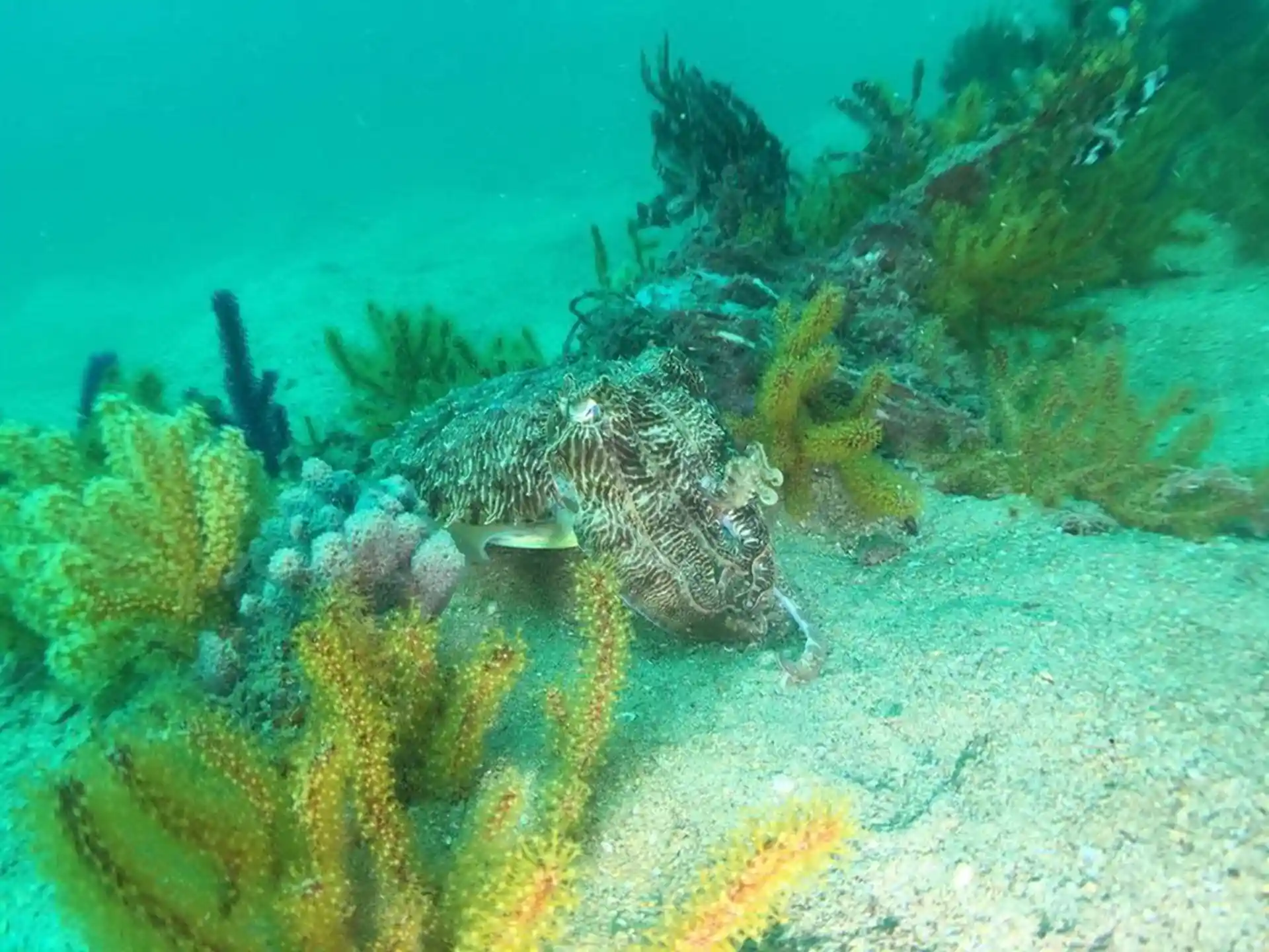 Dive site photo