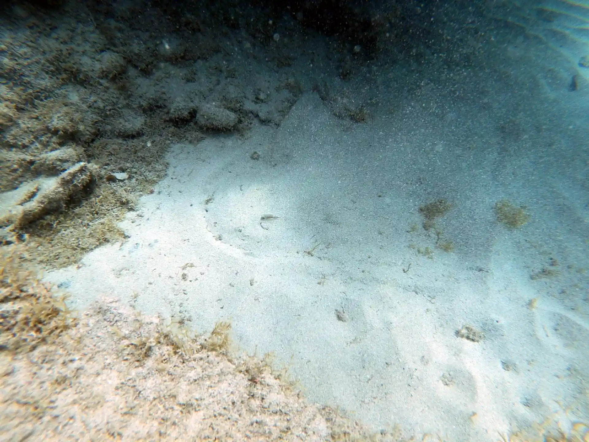 the amazing angel shark