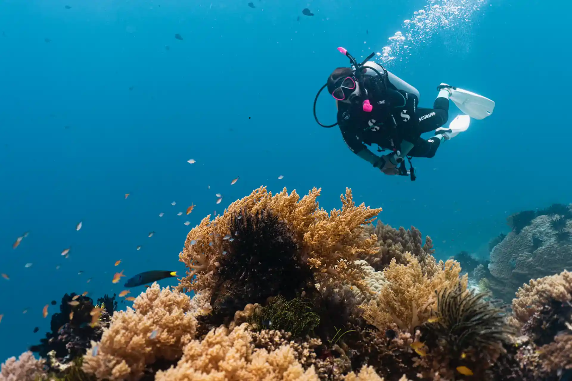 Enjoy your stay and fun dives with us in Bohol, Philippines.