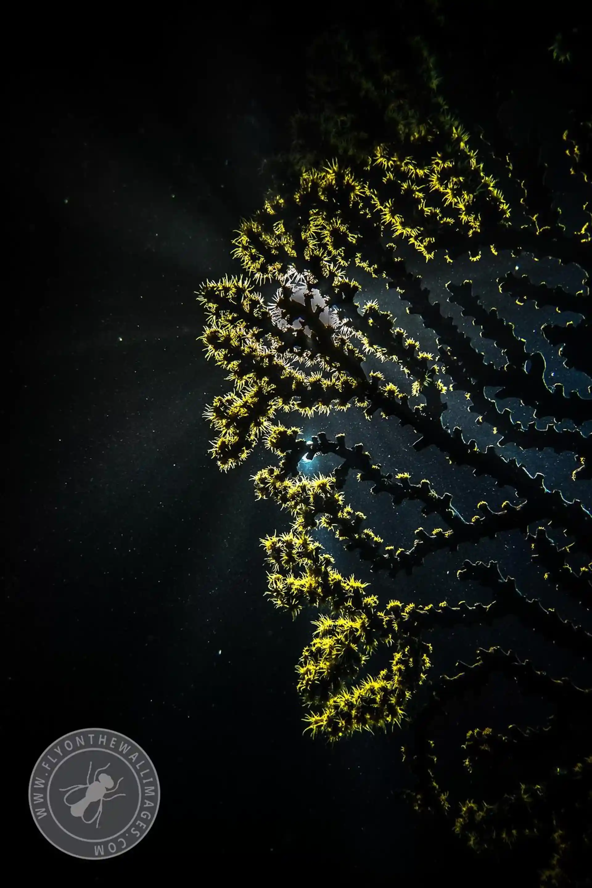 ダイビングサイトの写真