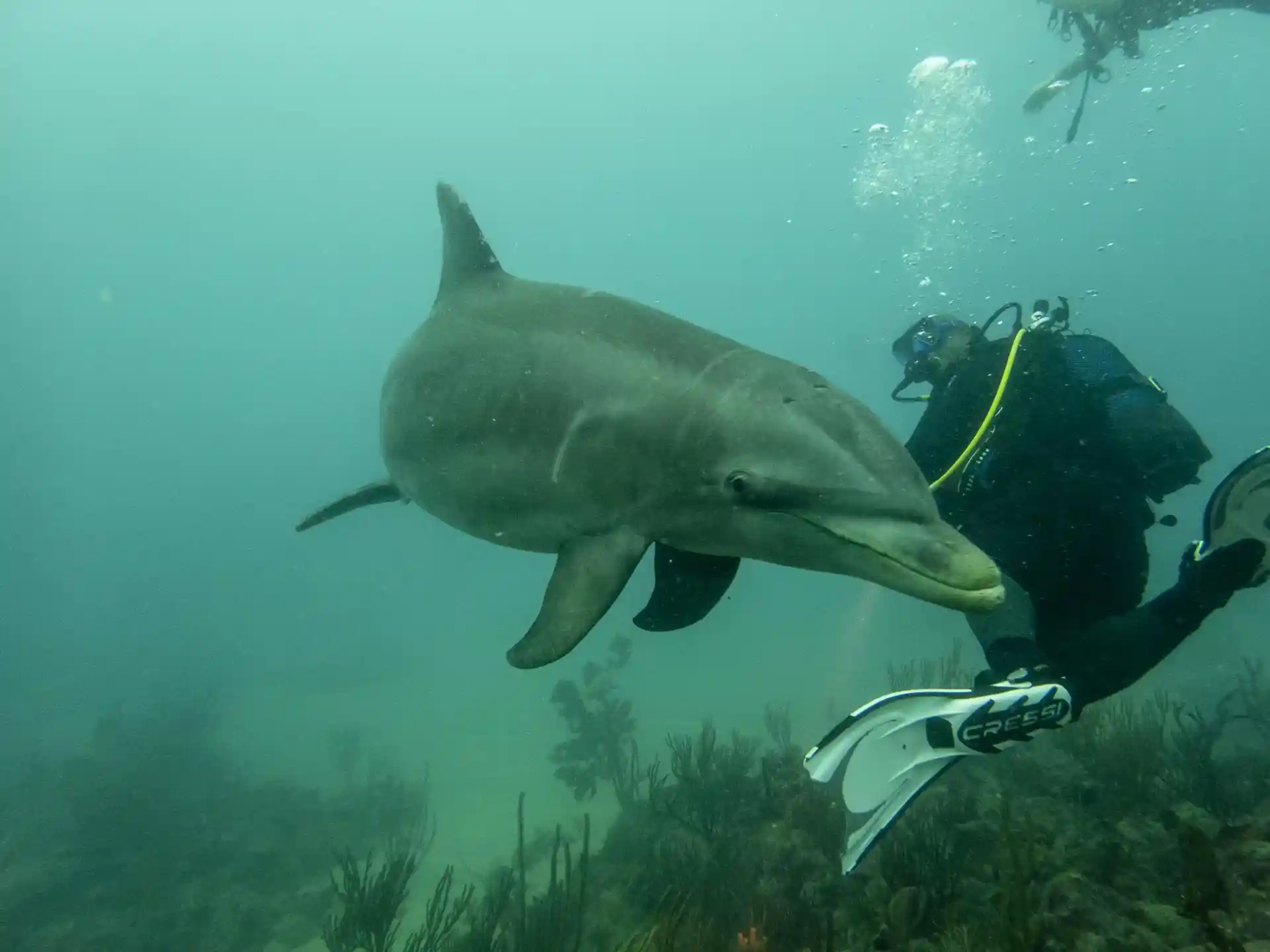 Photo du magasin de plongée