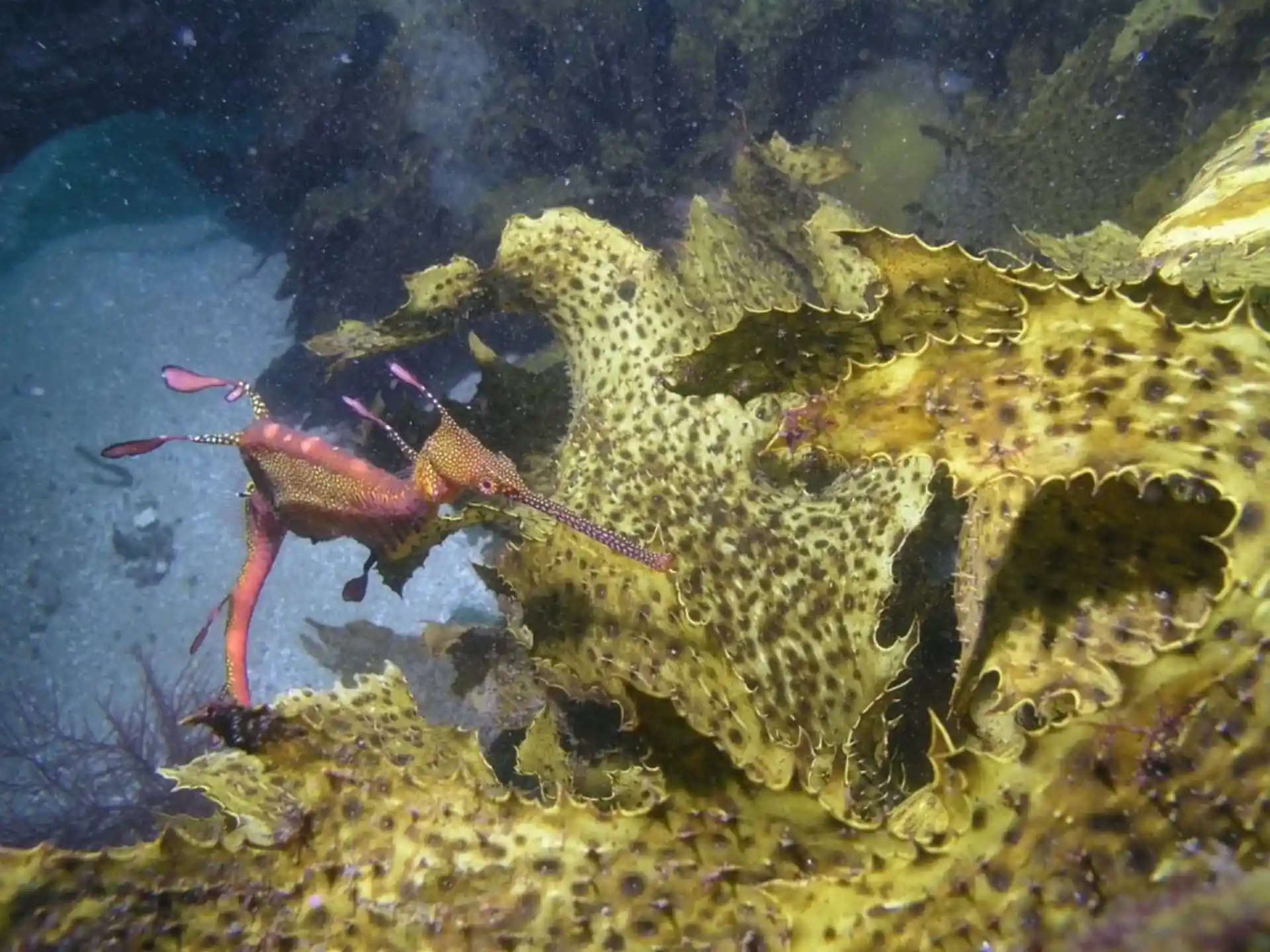 Dive site photo