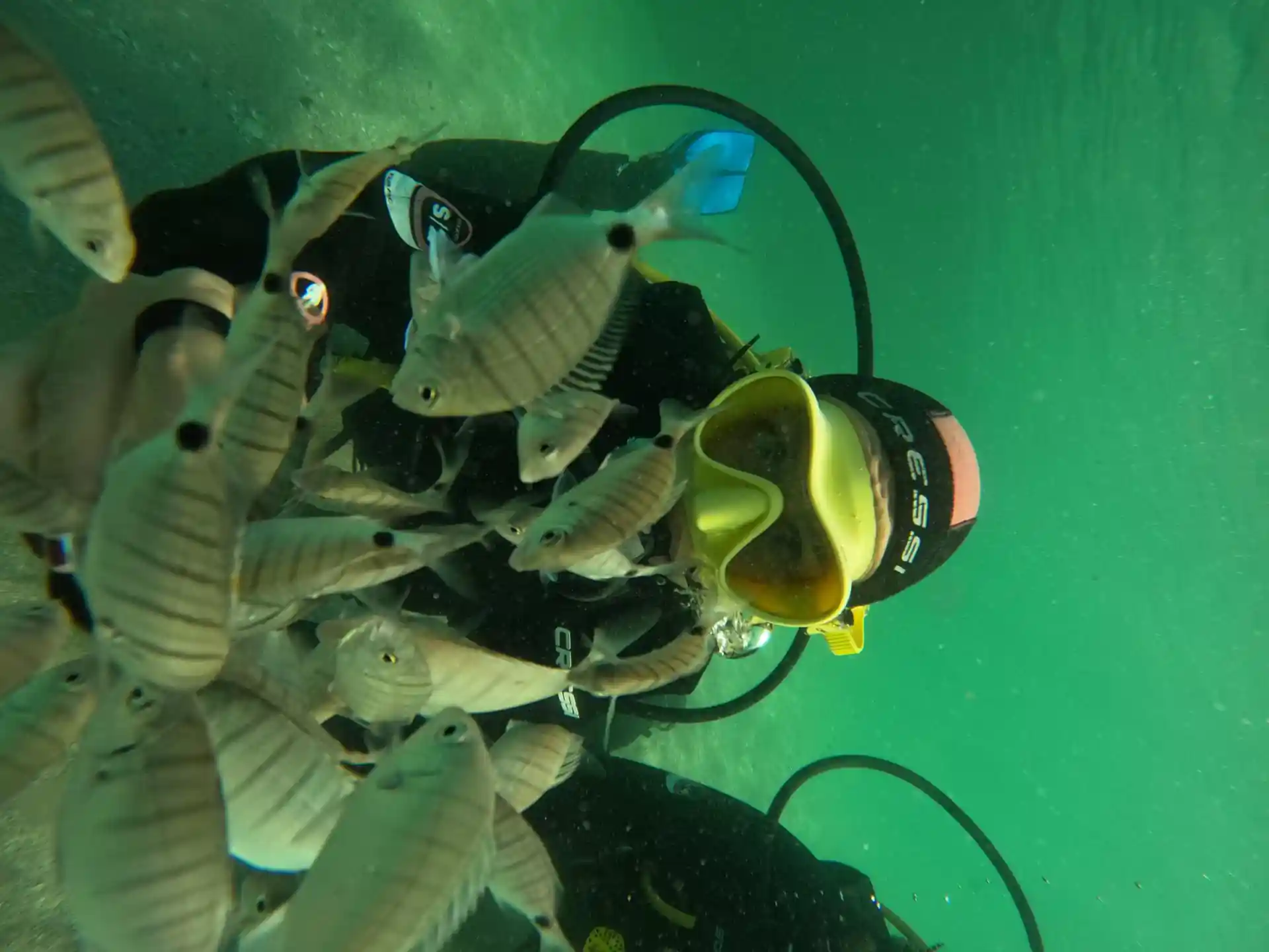 ダイビングサイトの写真