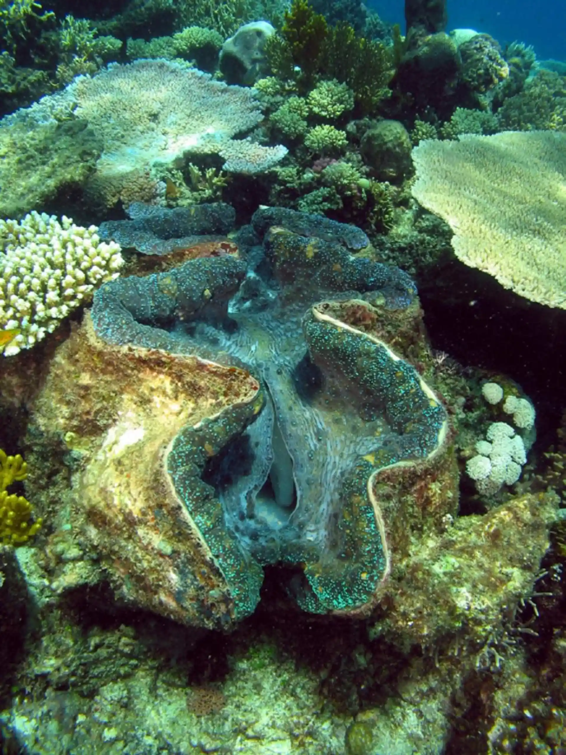 ダイビングサイトの写真