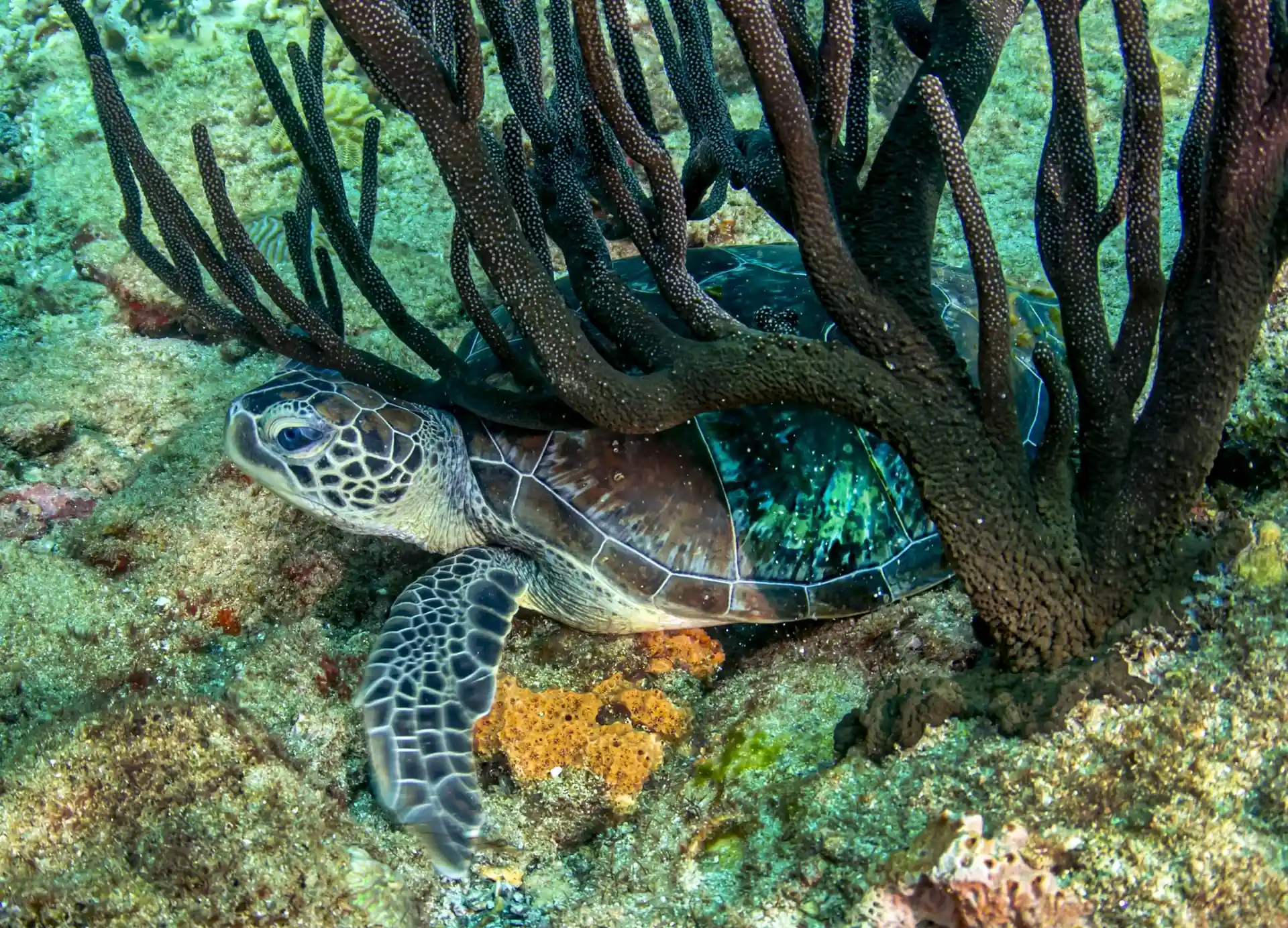 Dive site photo