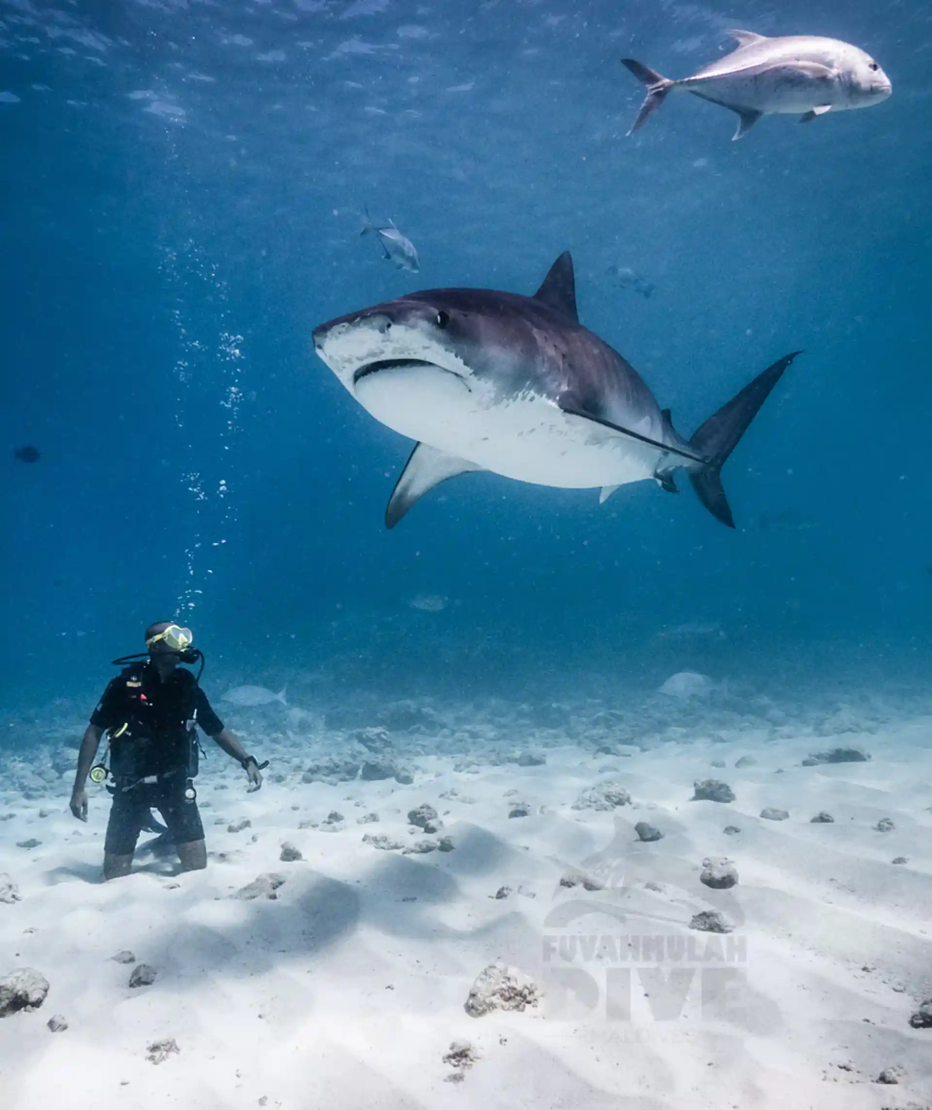 Dive site photo