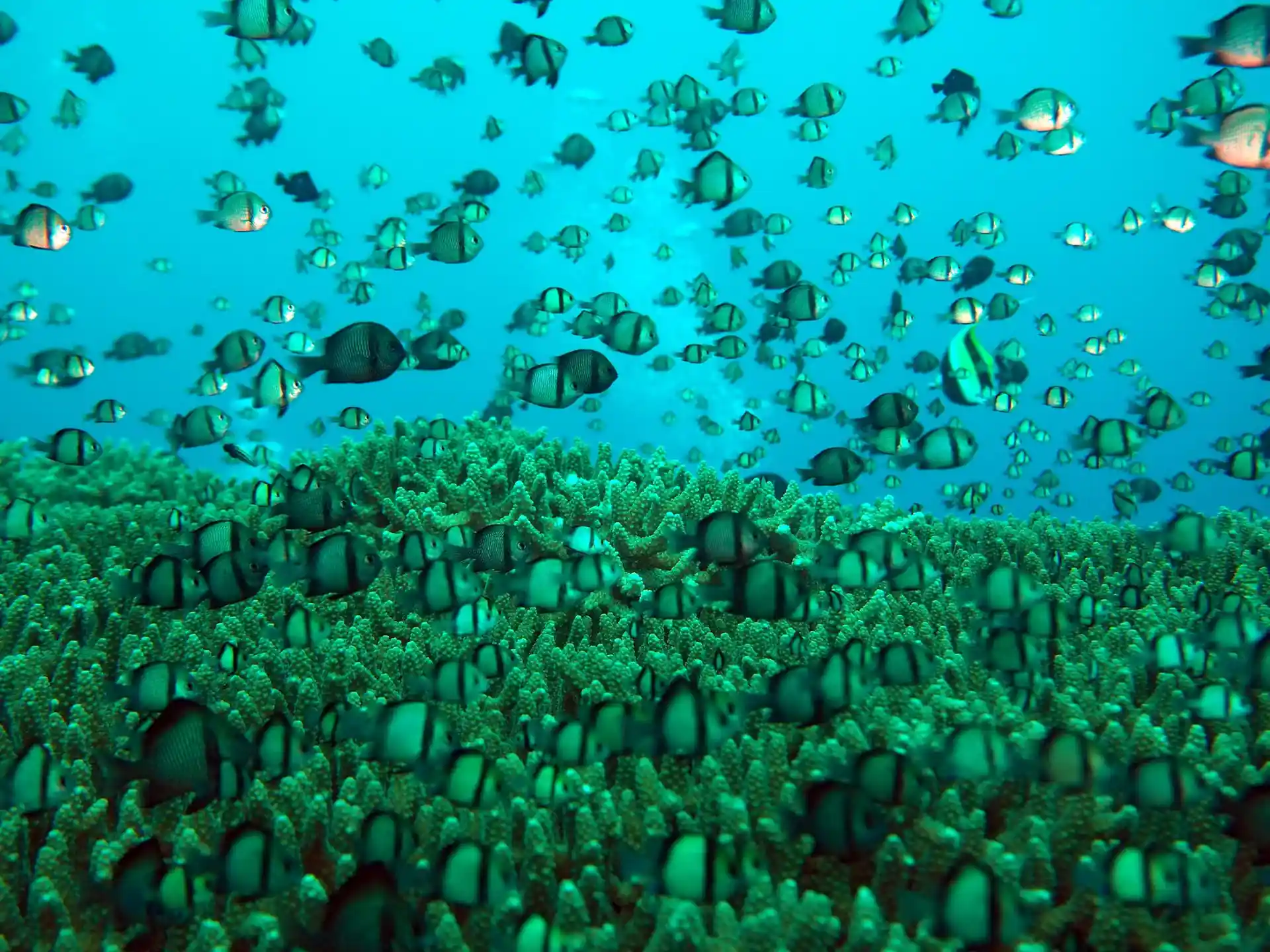 Dive site photo