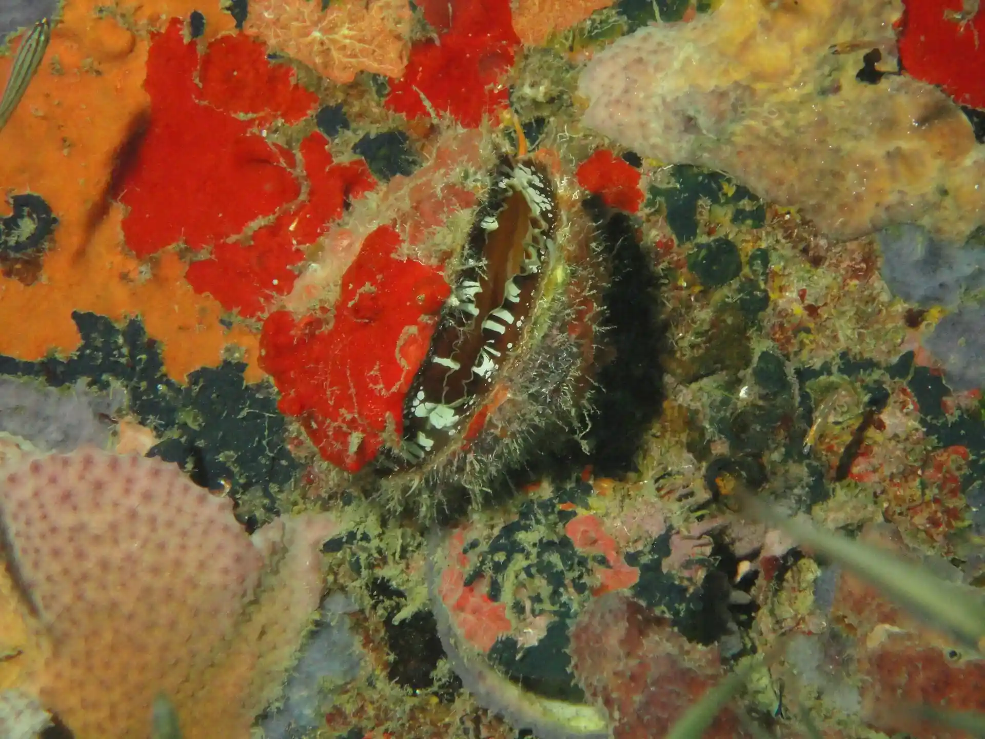 Dive site photo