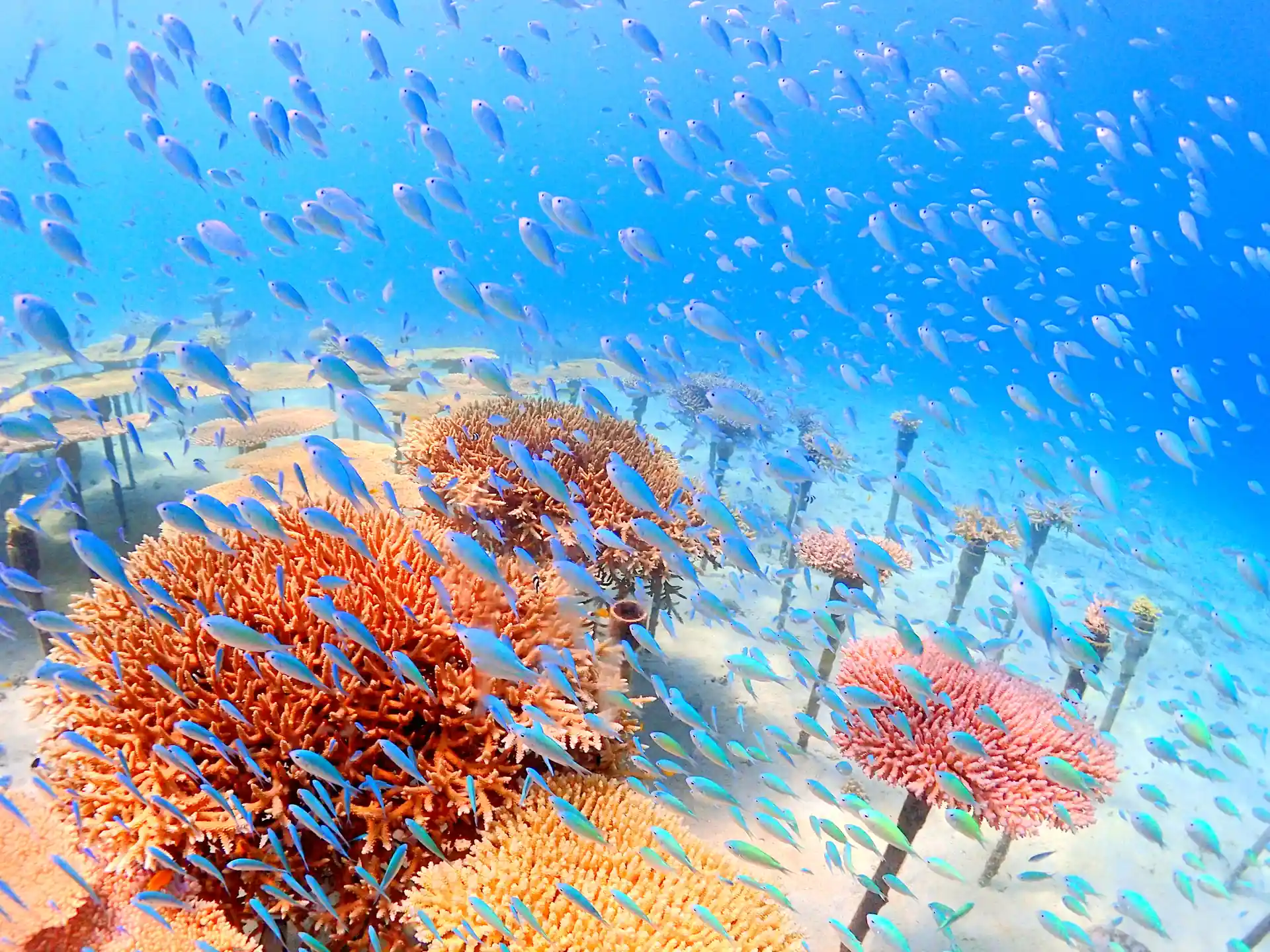 Dive shop photo