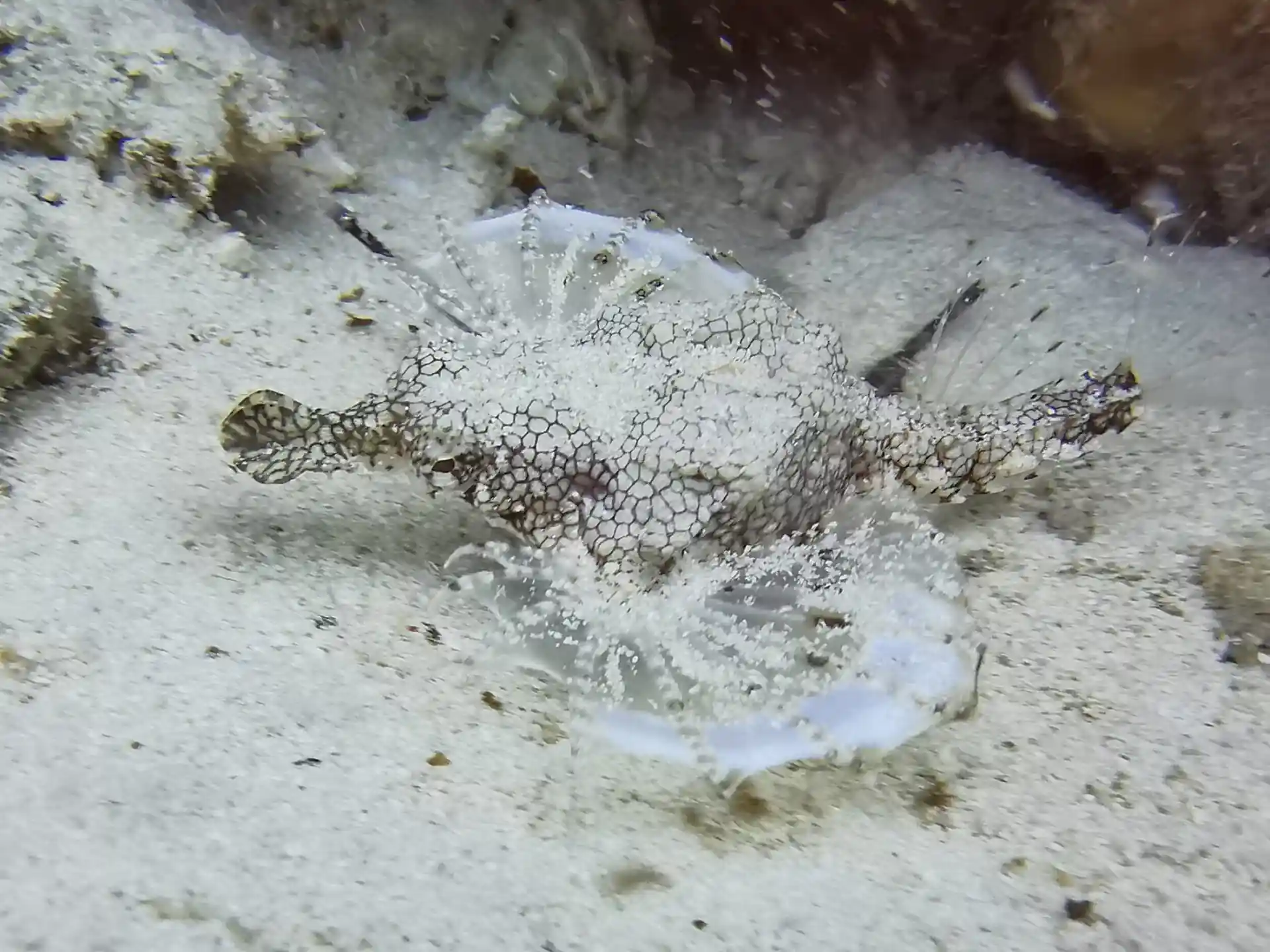 Pegasus Papilio makes dive photography to take his/her time with it