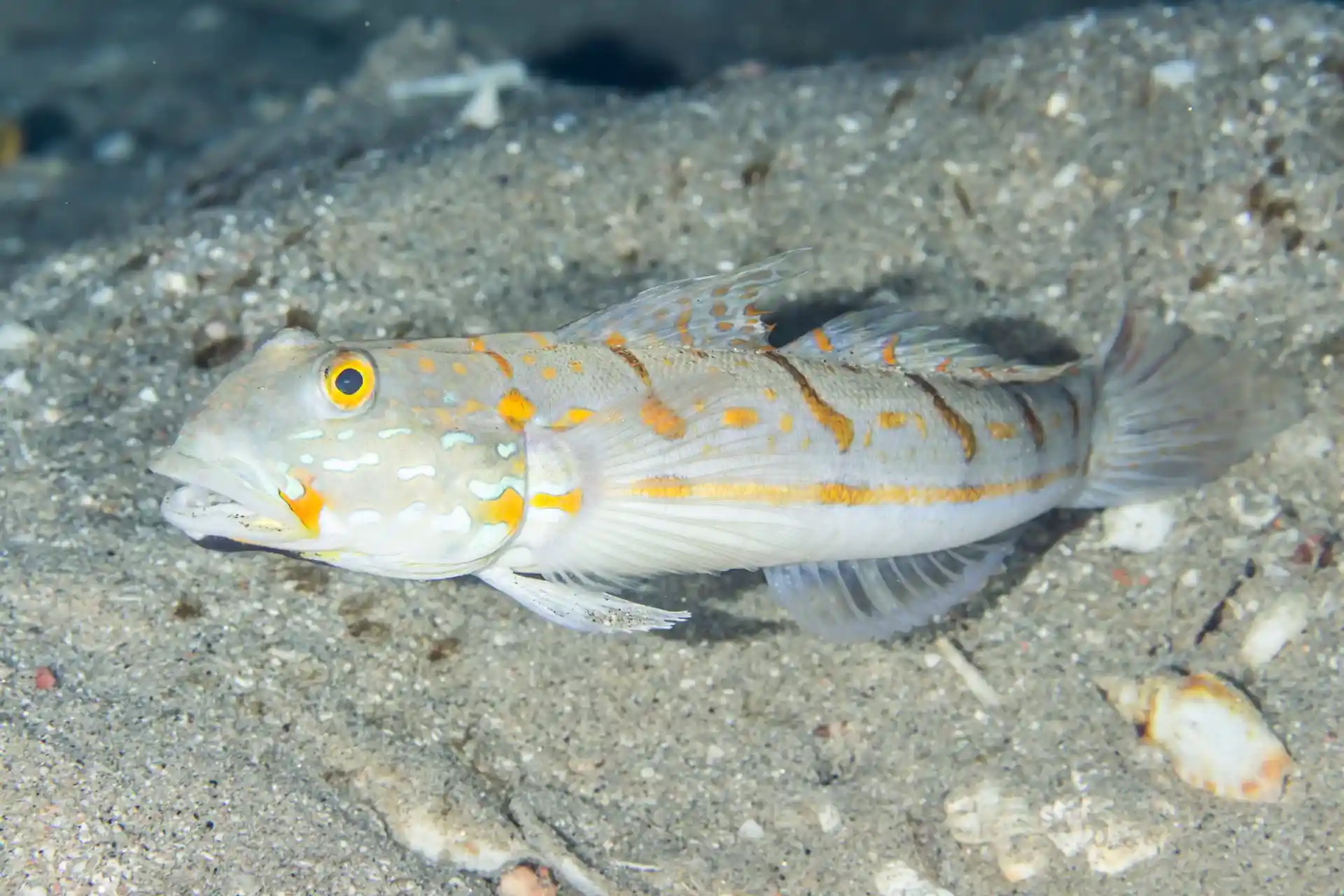 Photo du site de plongée