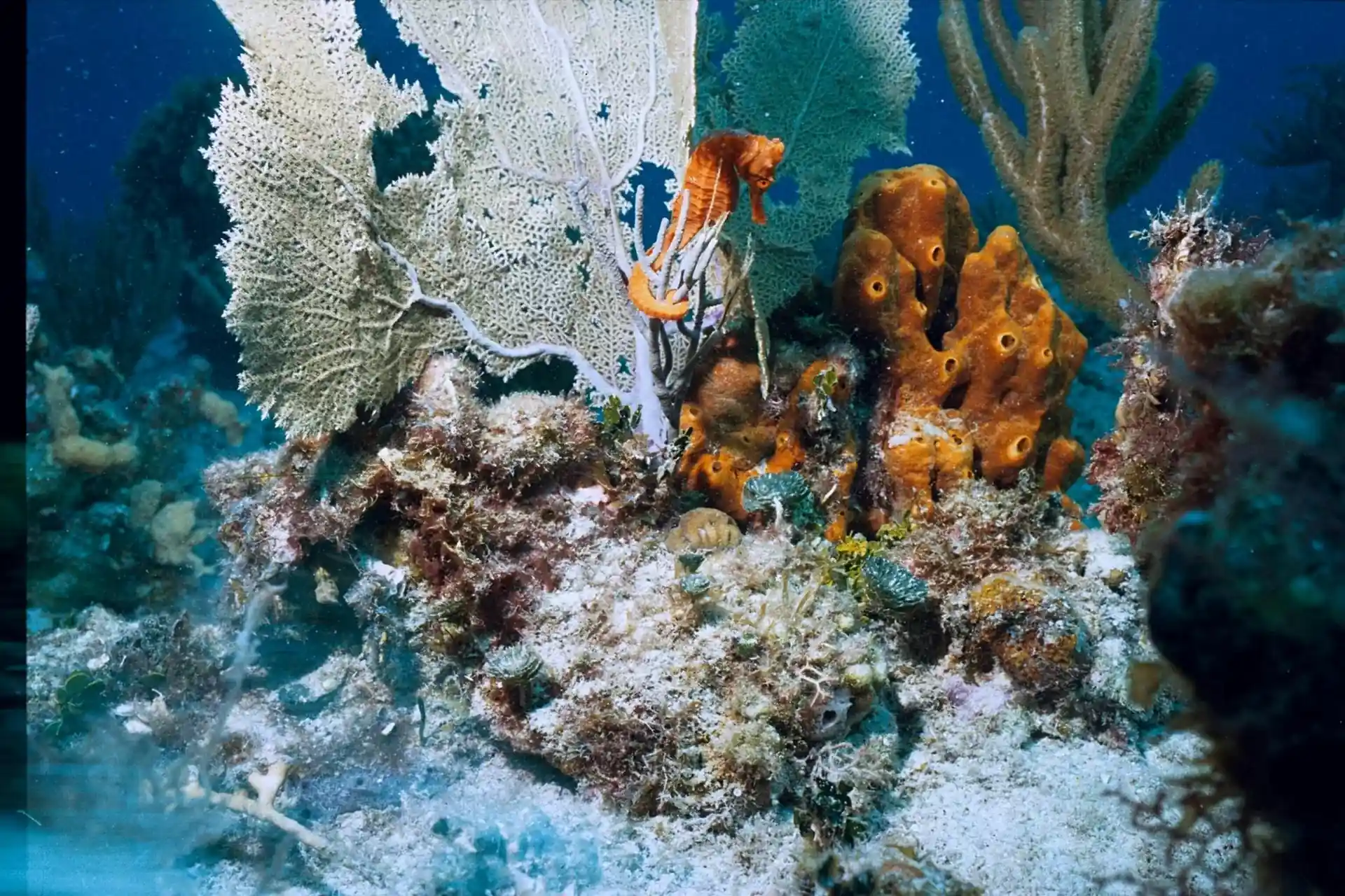 Dive site photo