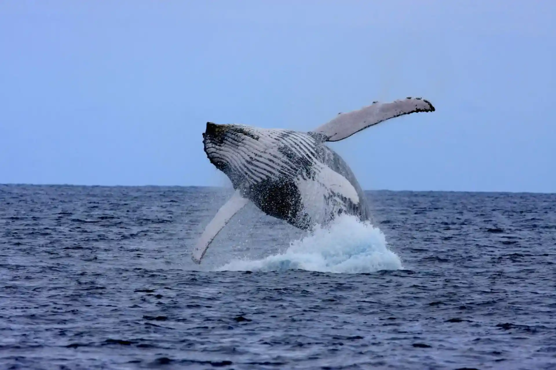 Photo de l'activité