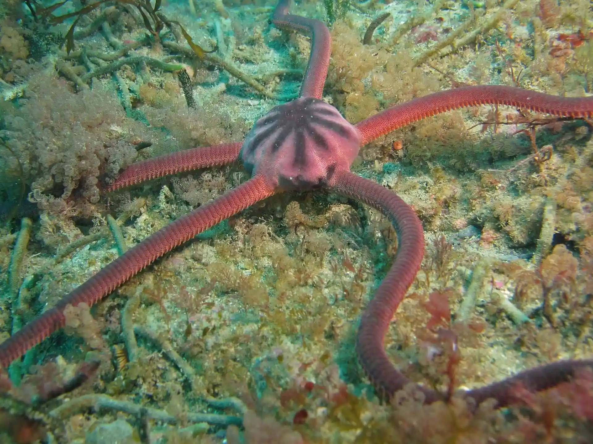 Dive site photo
